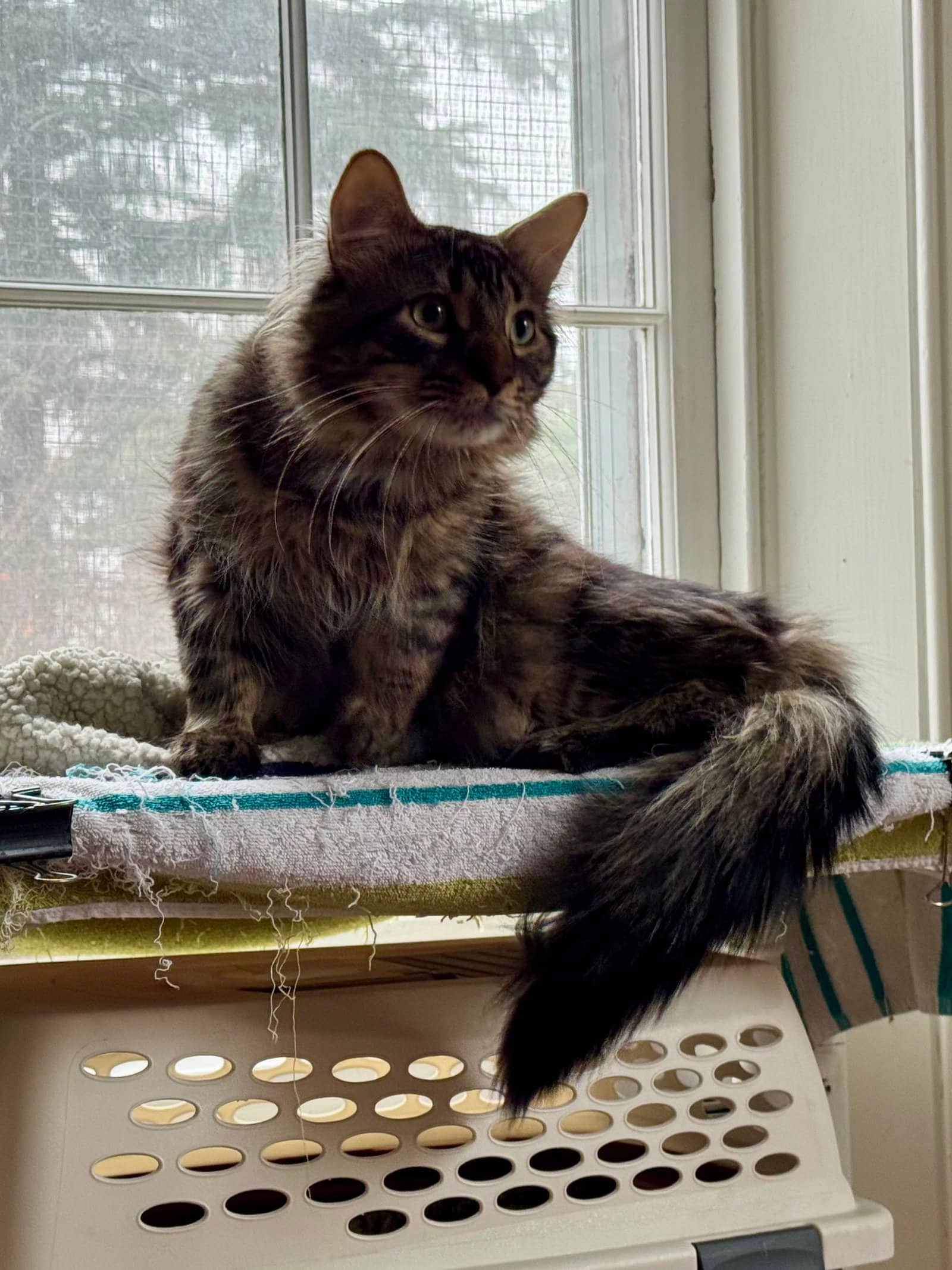 Maverick - Domestic Long Hair available for adoption