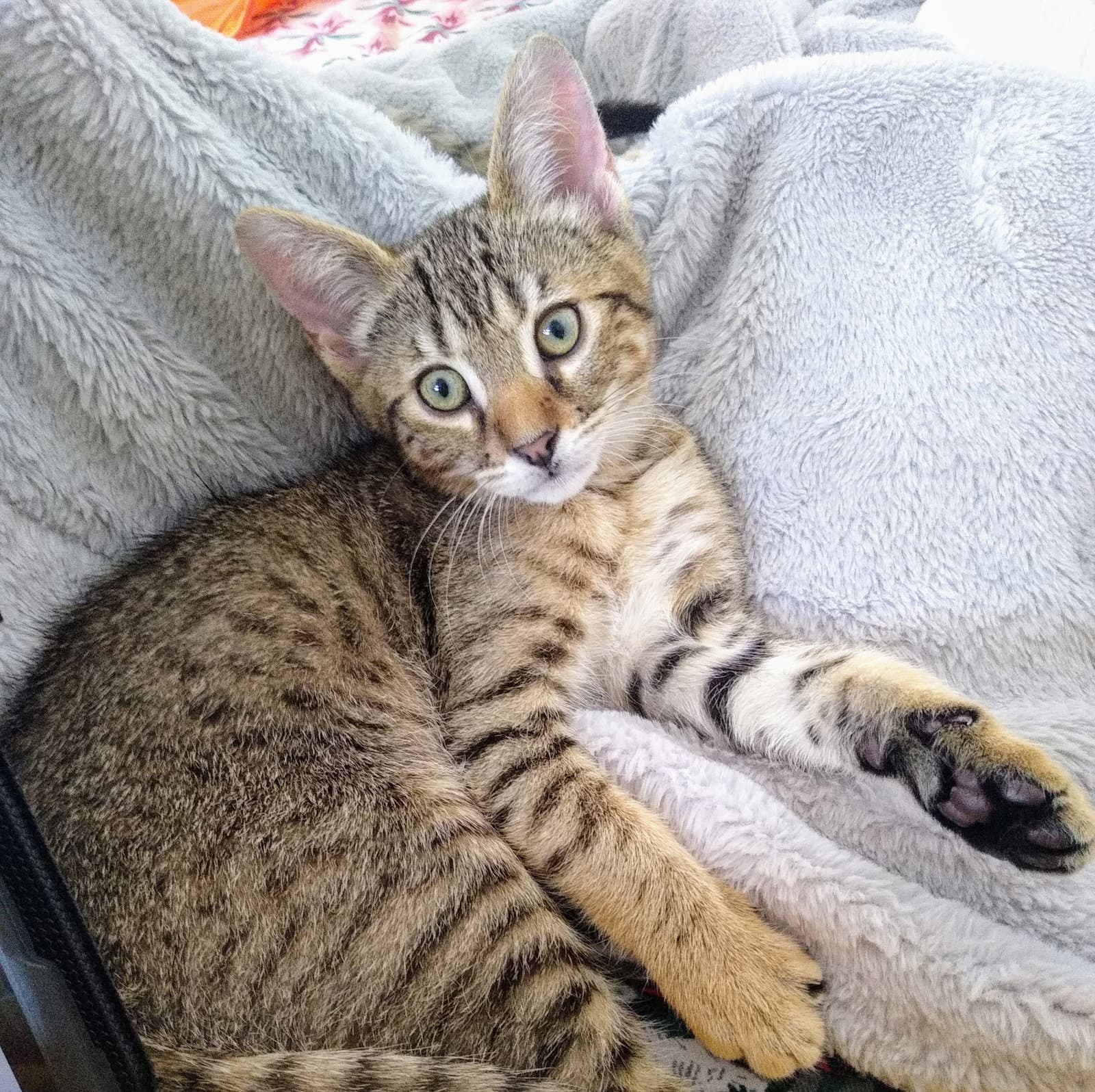 Fawn - Tabby cat available for adoption at North Toronto Cat Rescue in Ontario