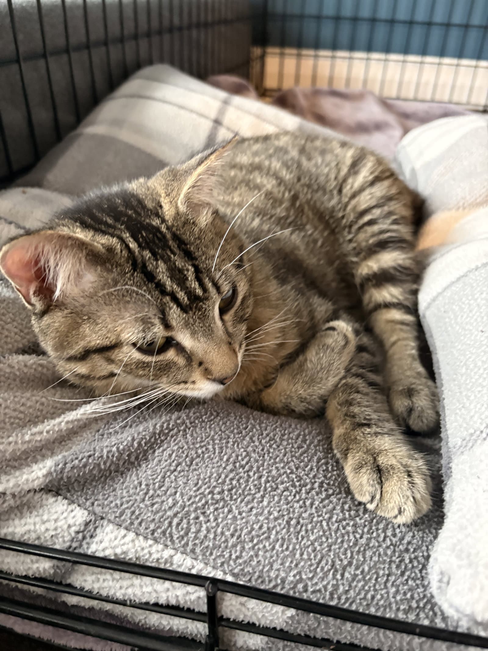 Luka - Tabby cat available for adoption at North Toronto Cat Rescue in Ontario