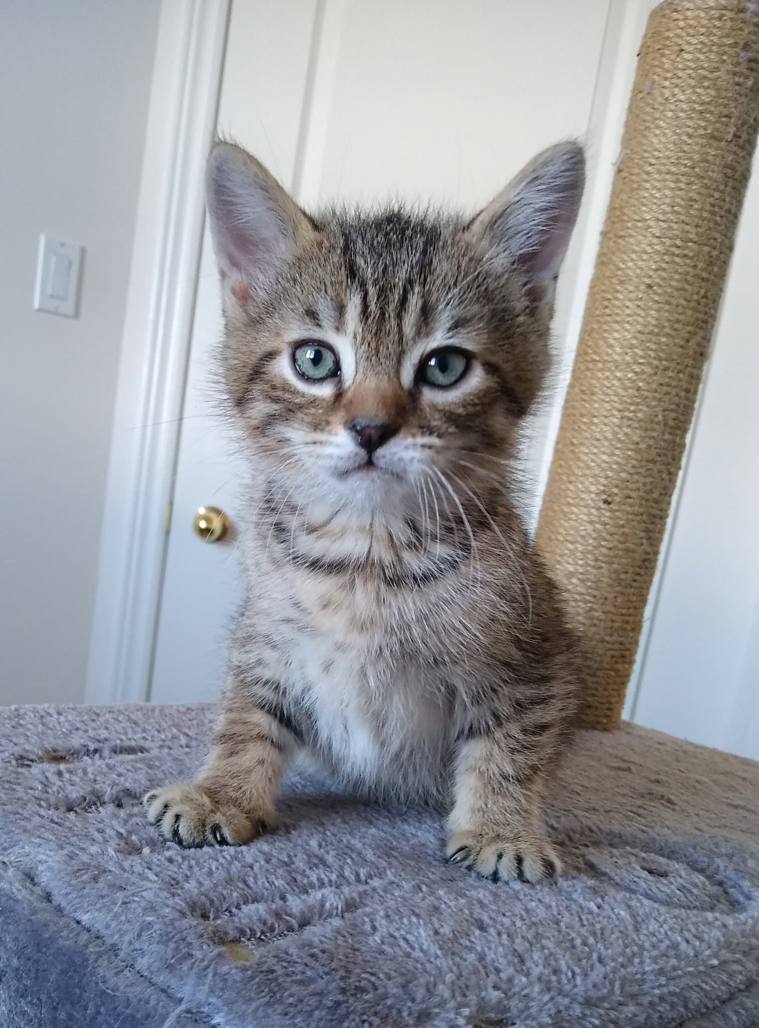 Sonny - Tabby cat available for adoption at North Toronto Cat Rescue in Ontario
