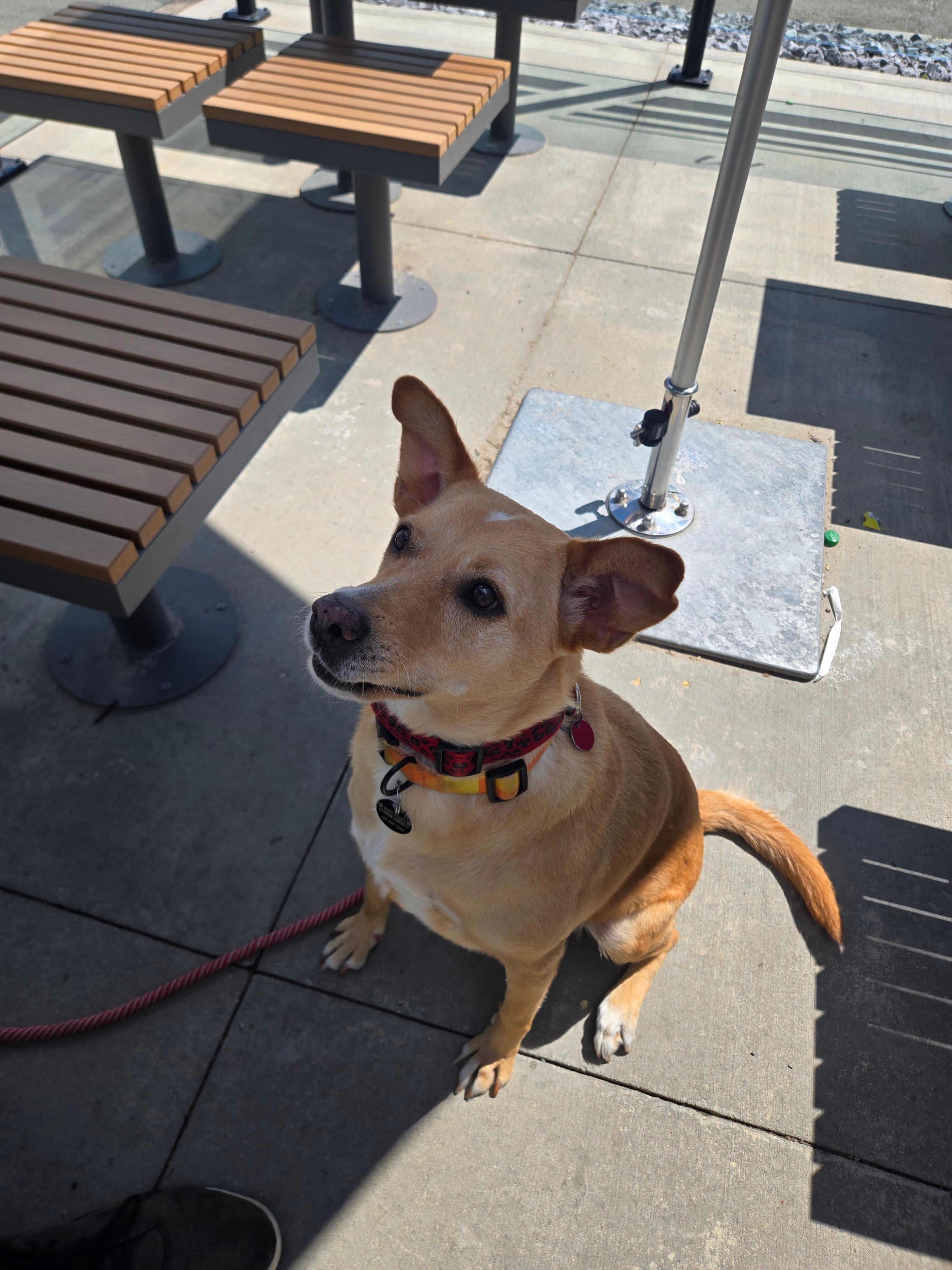 Nika - Mixed Breed available for adoption