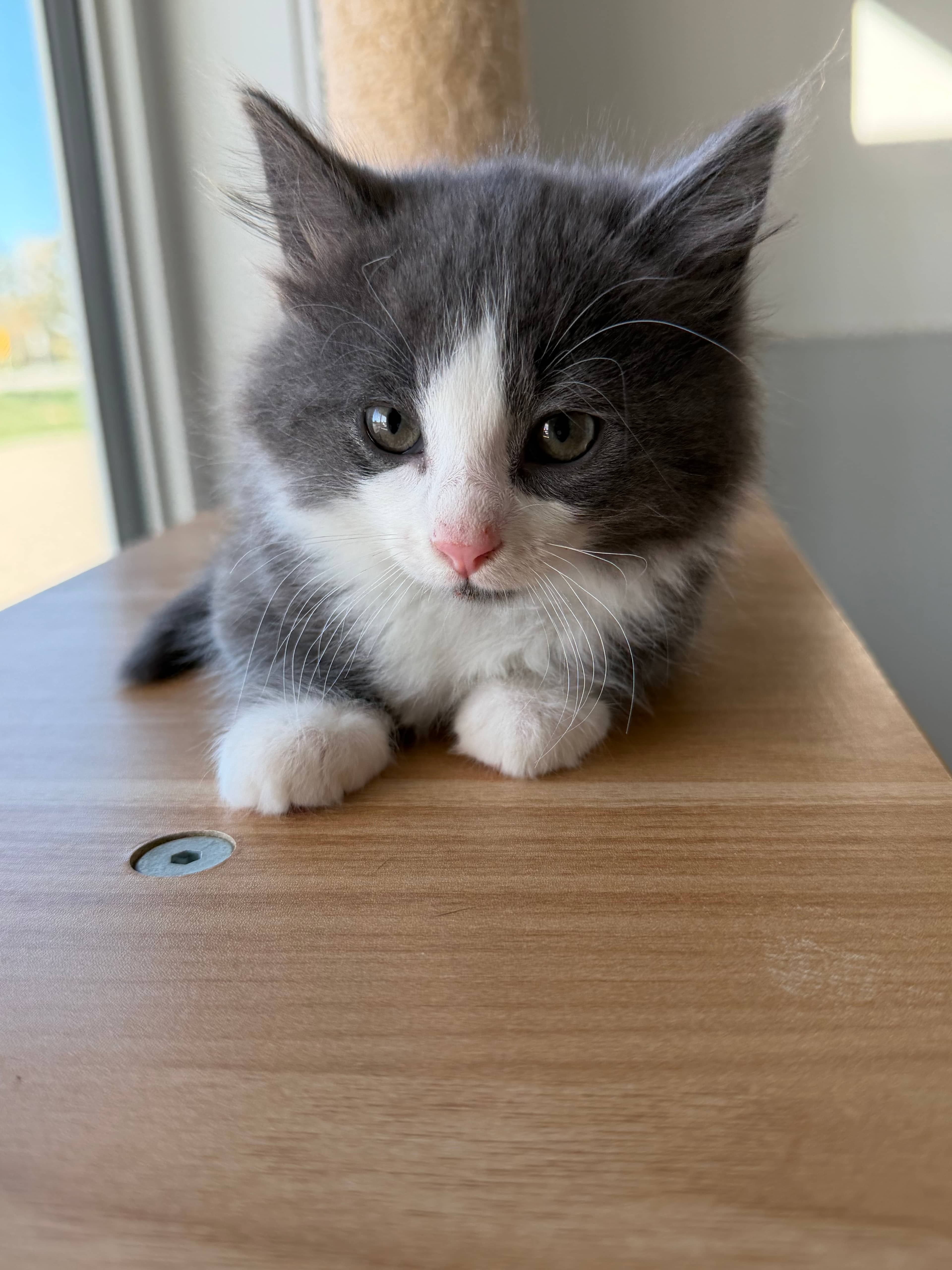 Almond - Domestic Short Hair cat available for adoption at Steinbach and Area Animal Rescue in Steinbach