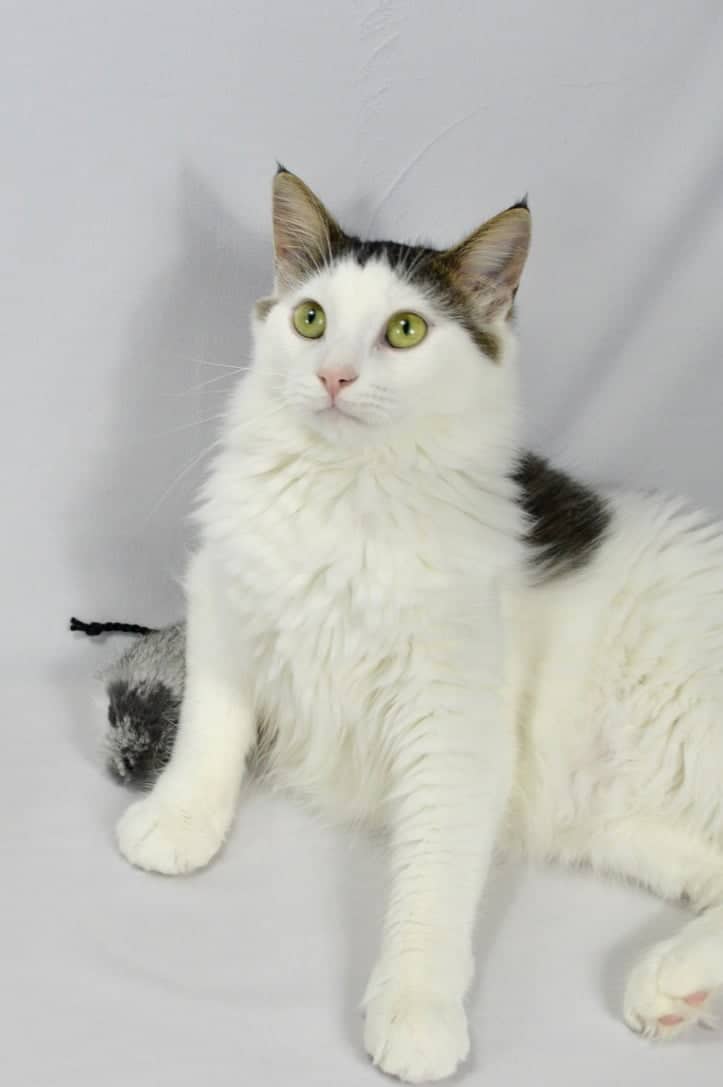 Marlow - Domestic Long Hair cat available for adoption at Steinbach and Area Animal Rescue in Steinbach