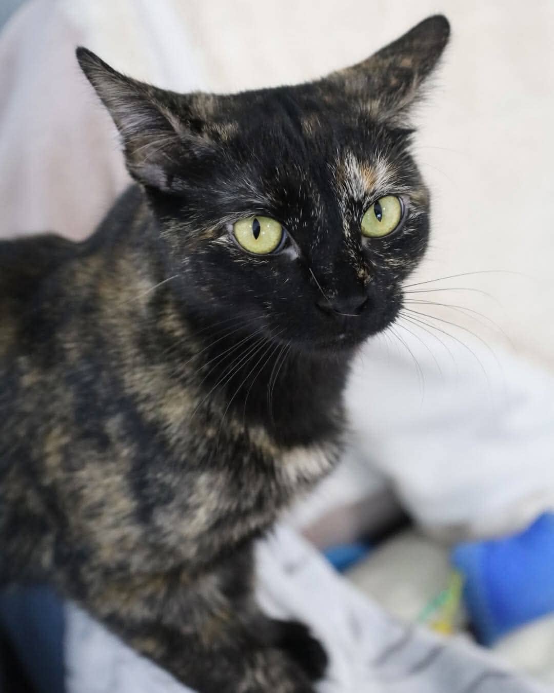 Mira - Domestic Short Hair available for adoption