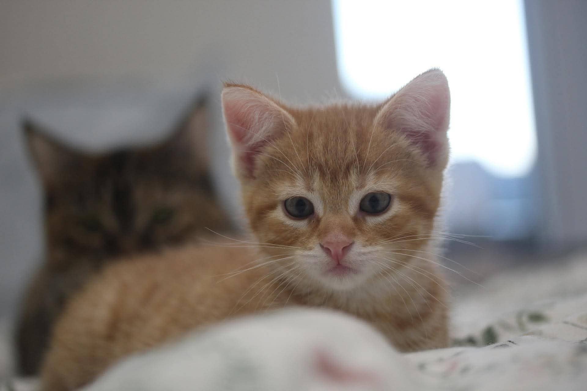 Flame - Domestic Short Hair cat available for adoption at Steinbach and Area Animal Rescue in Steinbach