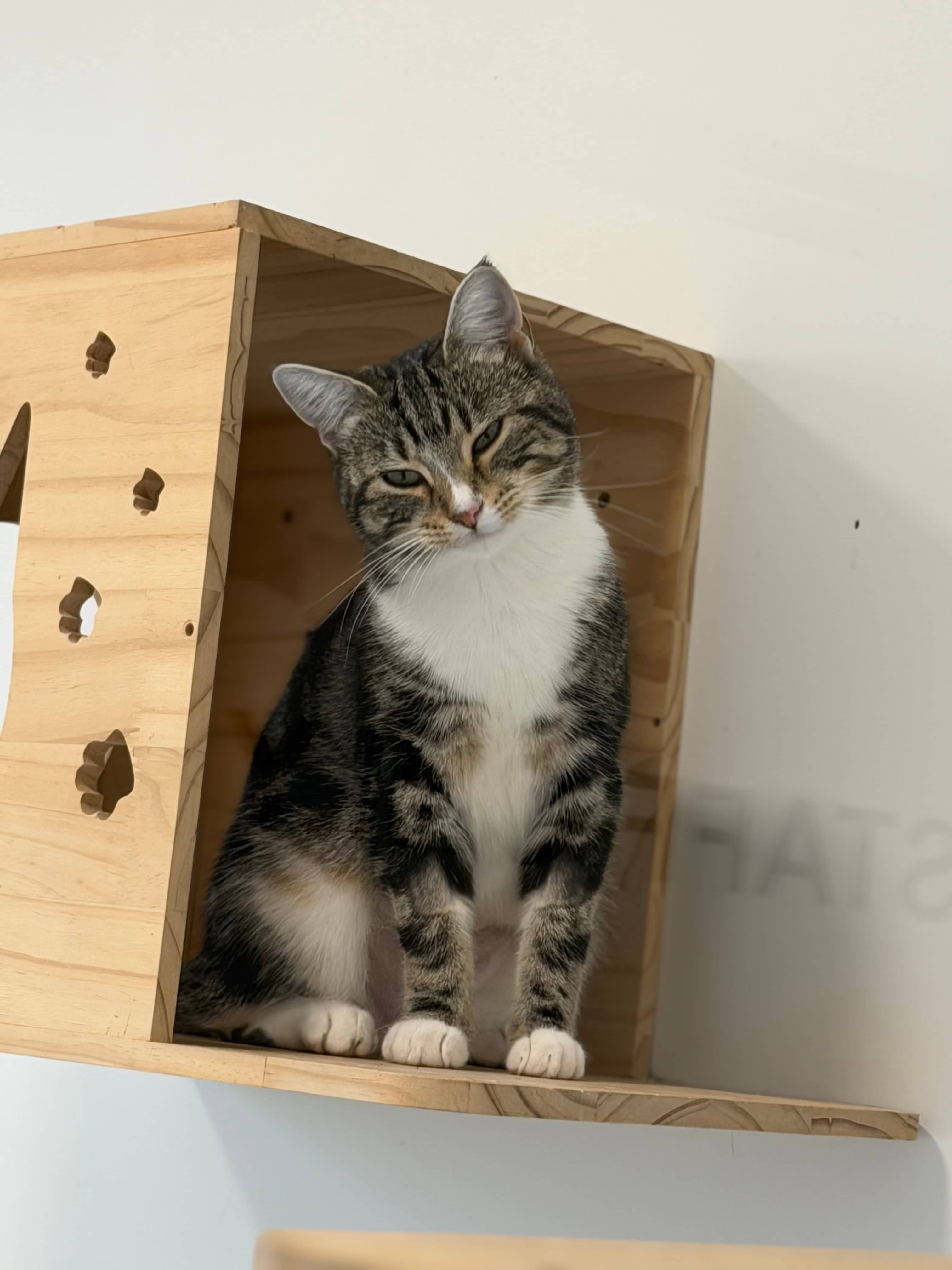 Posey - Domestic Short Hair available for adoption