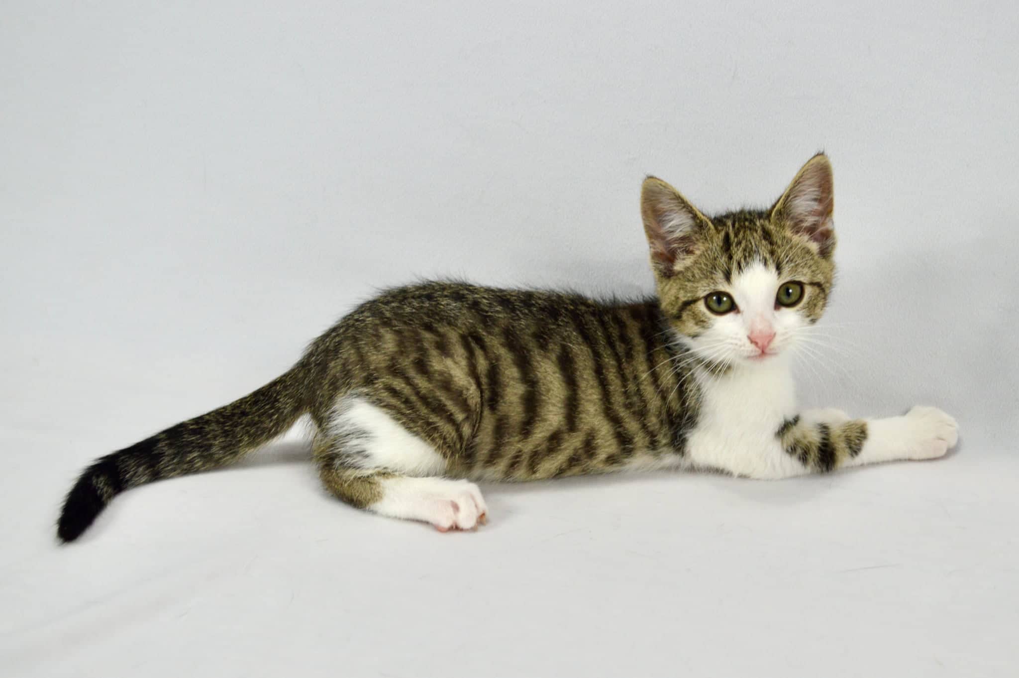 Petrie - Domestic Short Hair cat available for adoption at Steinbach and Area Animal Rescue in Steinbach
