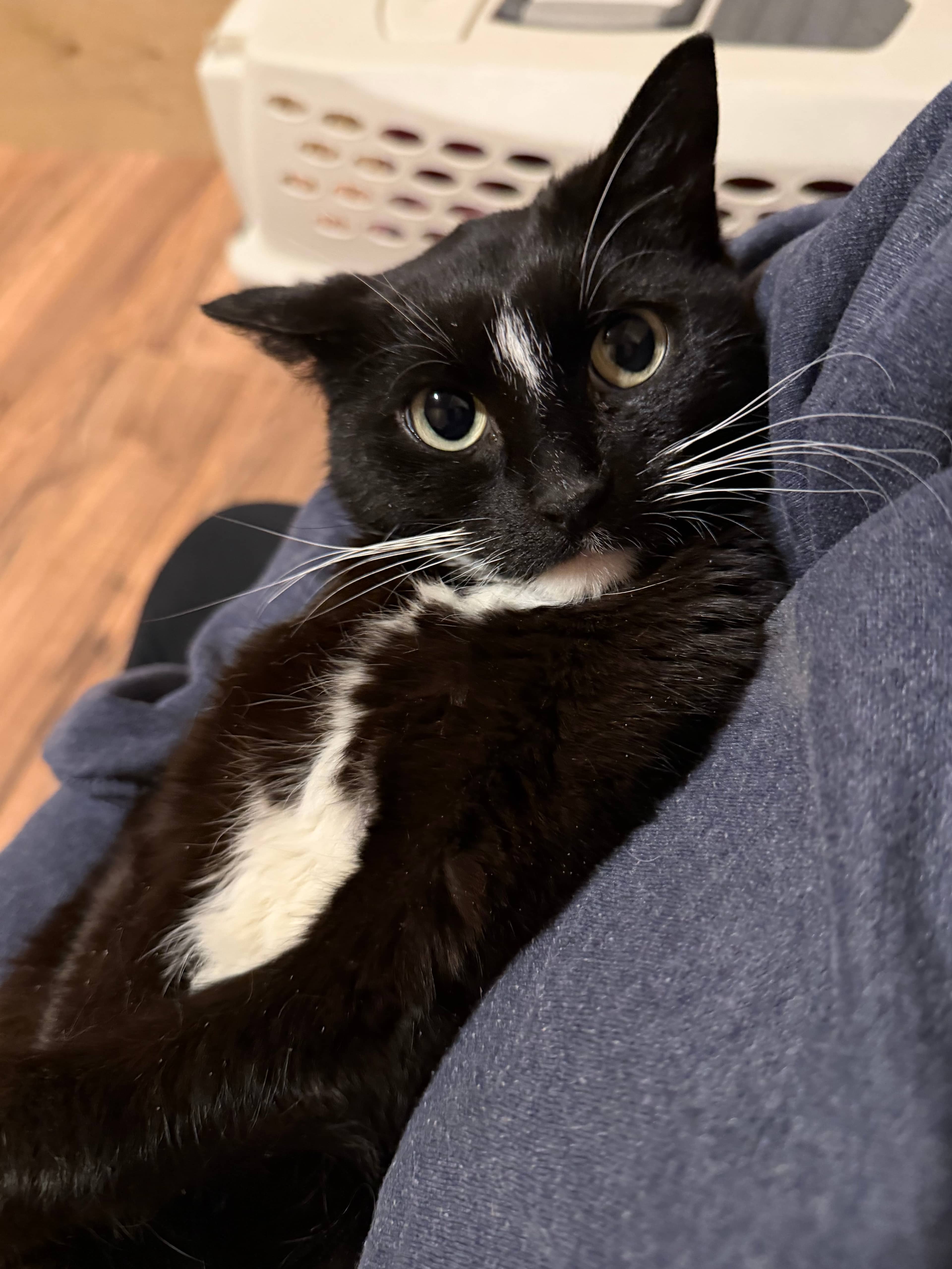 Amelia - Domestic Short Hair cat available for adoption at Steinbach and Area Animal Rescue in Steinbach