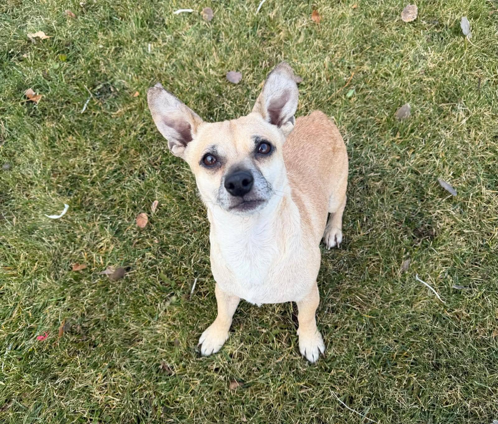 Buddy - Chihuahua available for adoption at Ruff Start Animal Rescue in Calgary