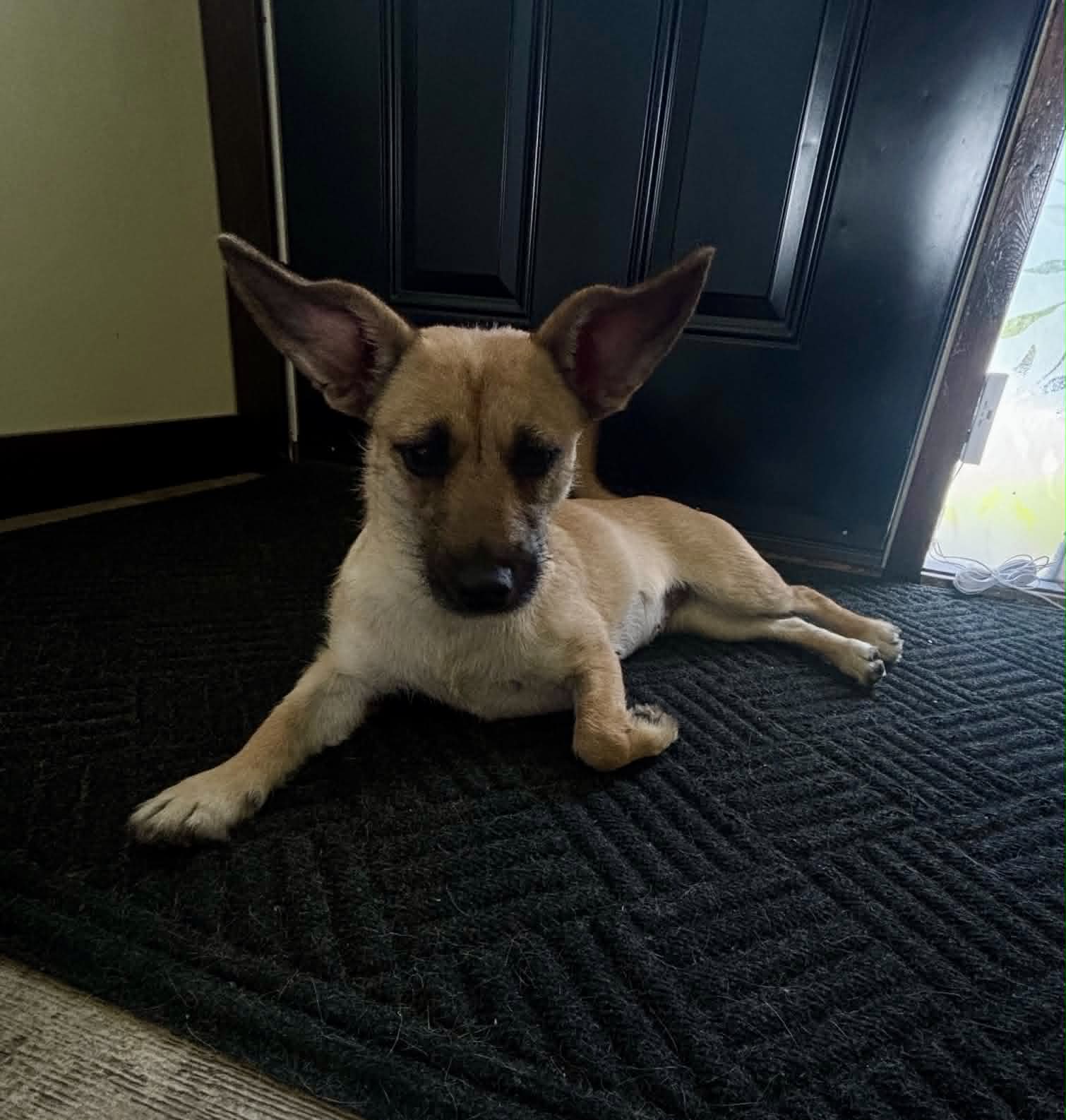 Roxy - Mixed Breed available for adoption in Calgary