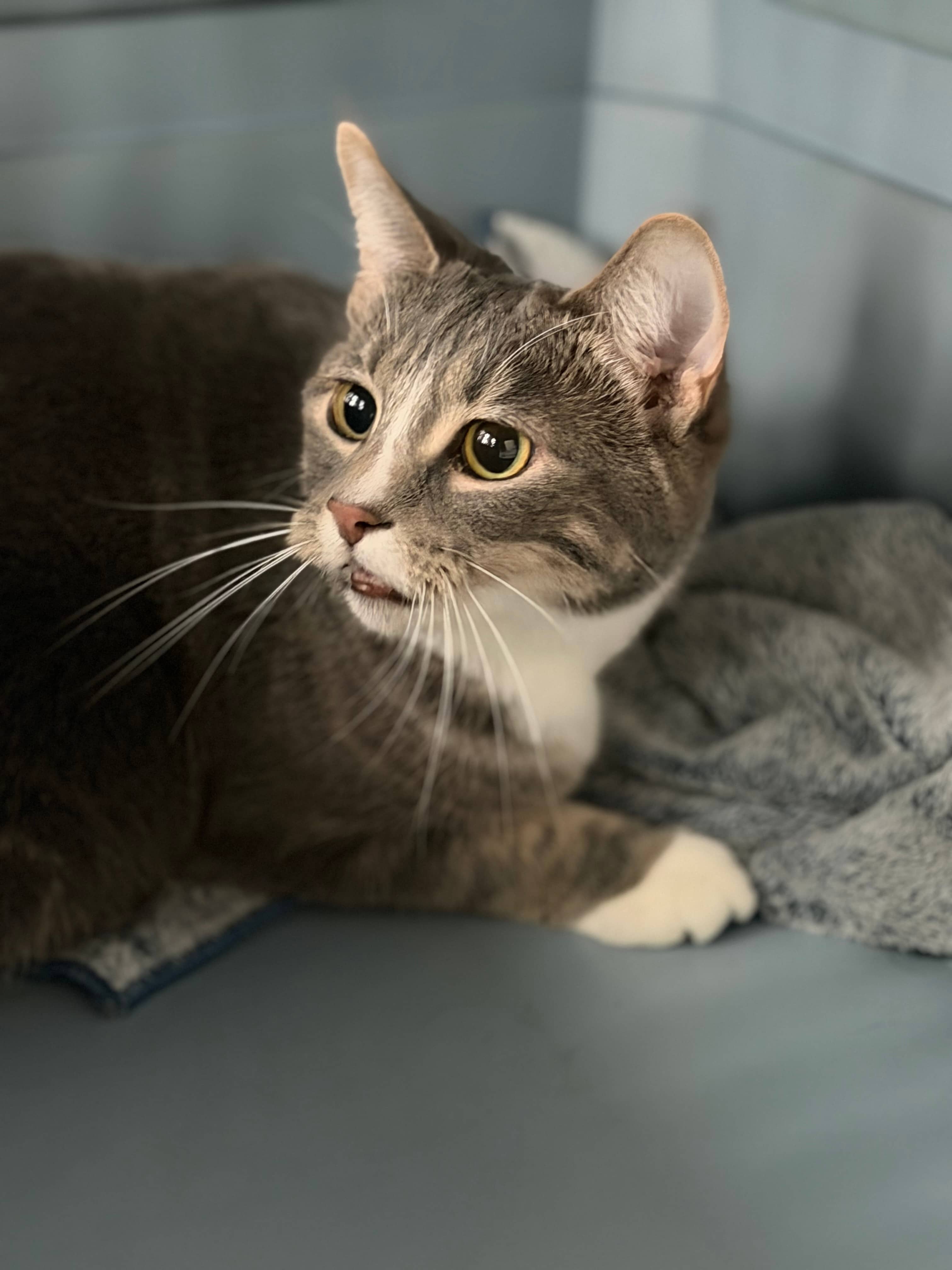 Tulip - Domestic Short Hair cat available for adoption at Steinbach and Area Animal Rescue in Steinbach