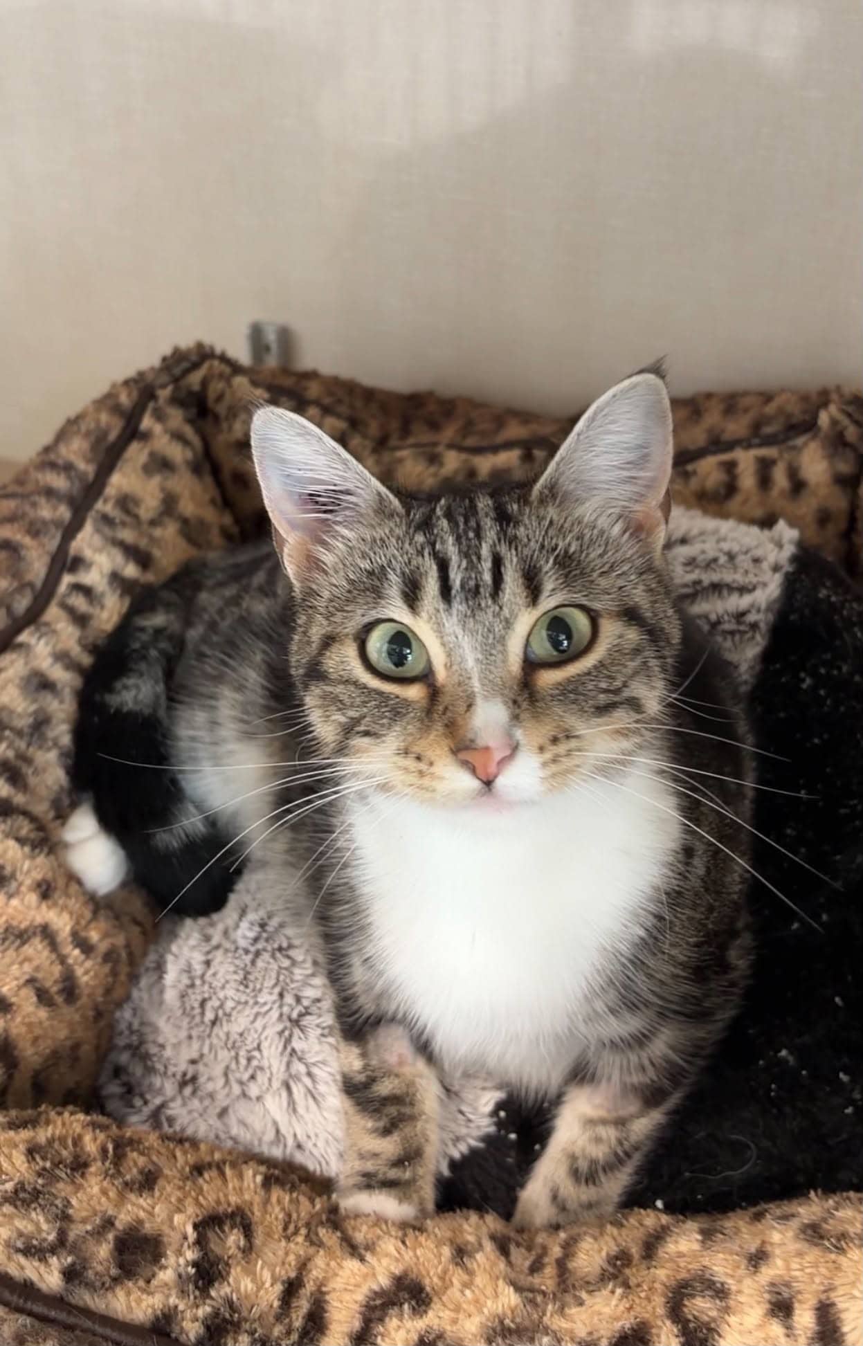 Posey - Domestic Short Hair available for adoption