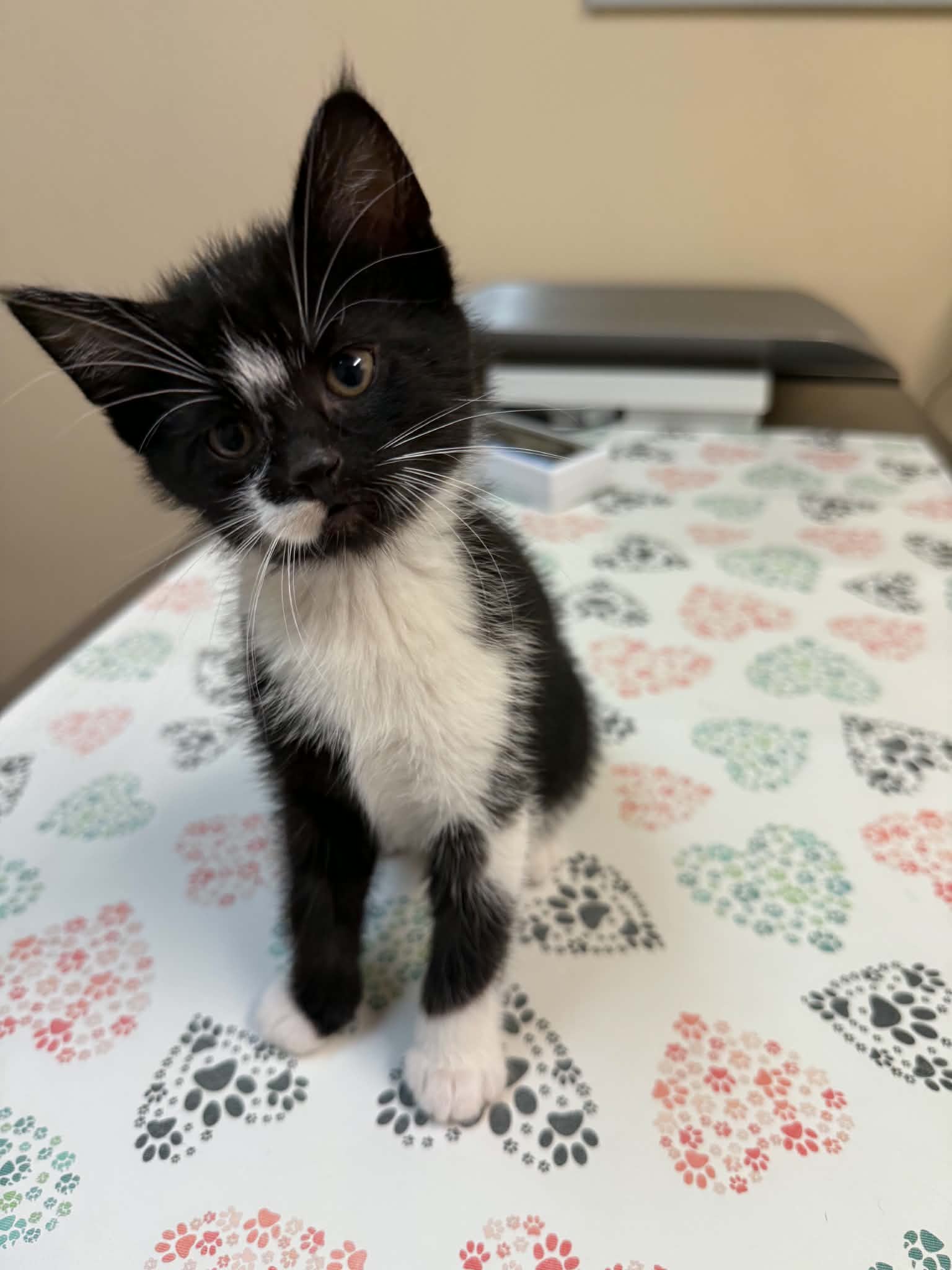 Mabel - Domestic Short Hair cat available for adoption at Steinbach and Area Animal Rescue in Steinbach