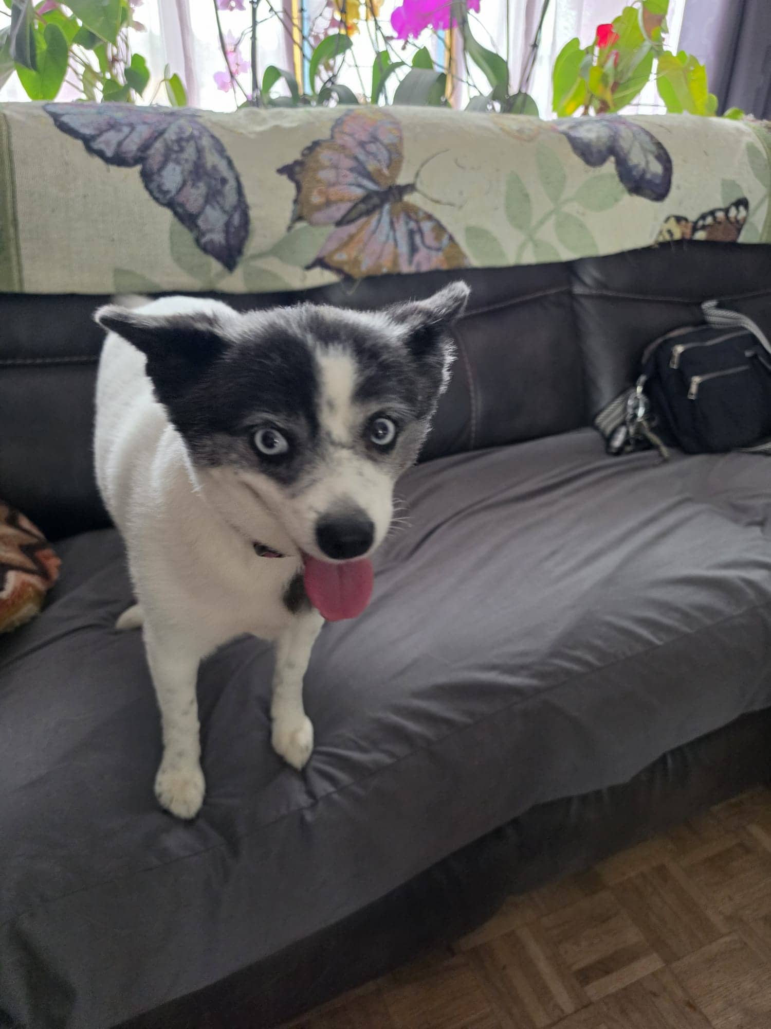 Dakota - Siberian Husky / Pomeranian available for adoption in Alberta
