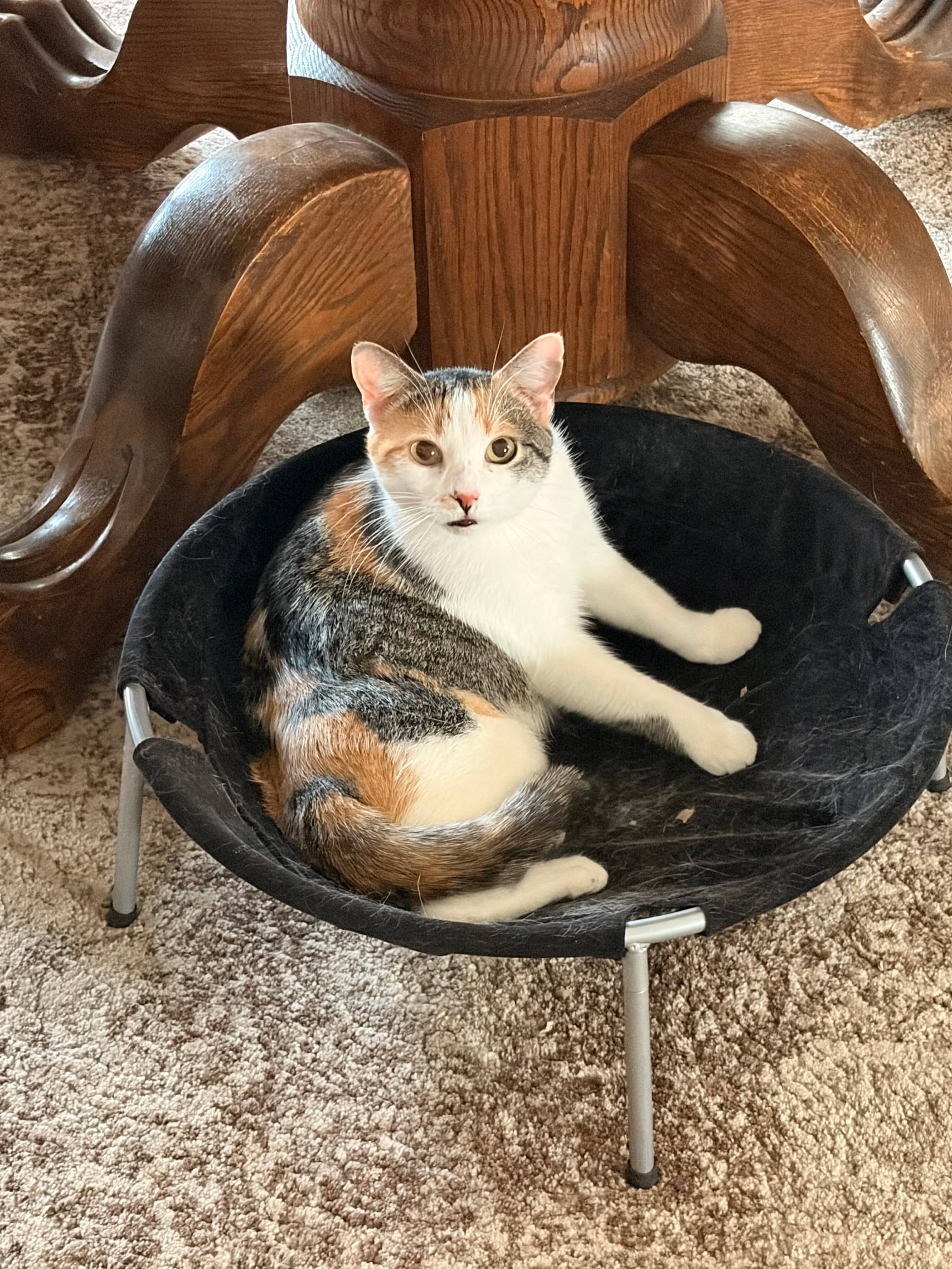 Begonia - Domestic Short Hair available for adoption