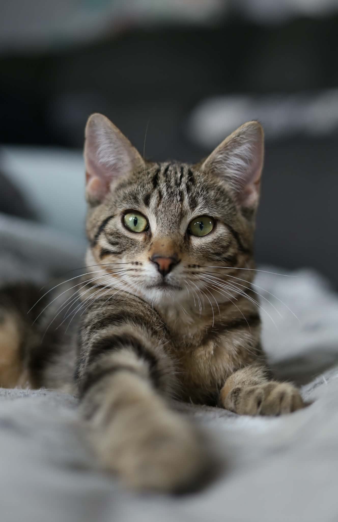 Clay - Domestic Short Hair cat available for adoption at Steinbach and Area Animal Rescue in Steinbach