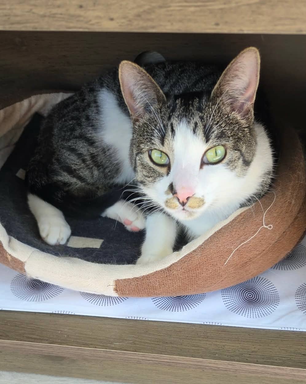 Kitty Perry - Domestic Short Hair available for adoption