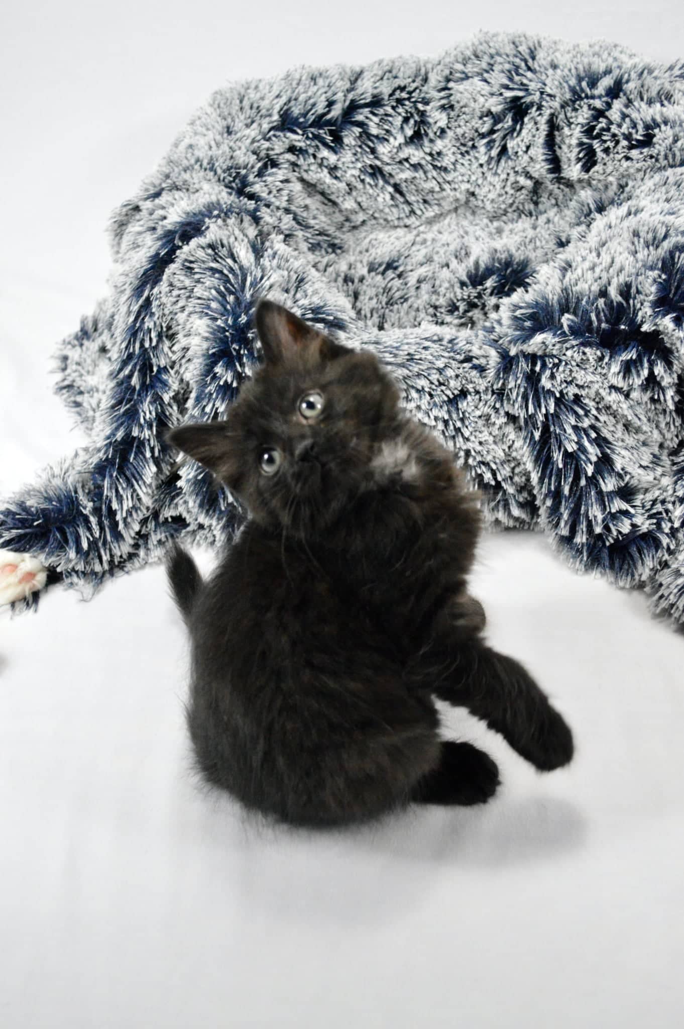 Titan - Domestic Short Hair cat available for adoption at Steinbach and Area Animal Rescue in Steinbach
