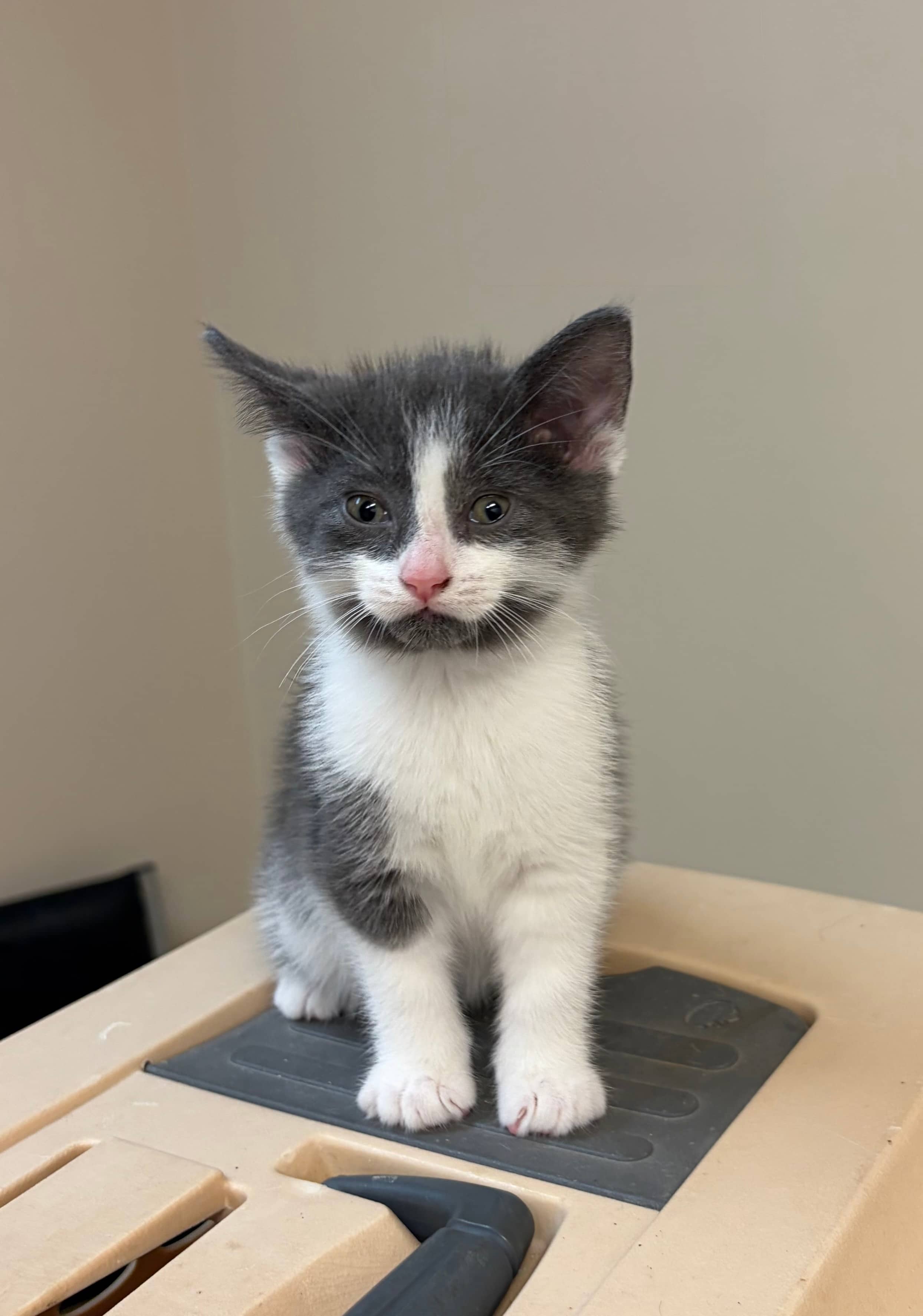 Franny - Domestic Short Hair available for adoption