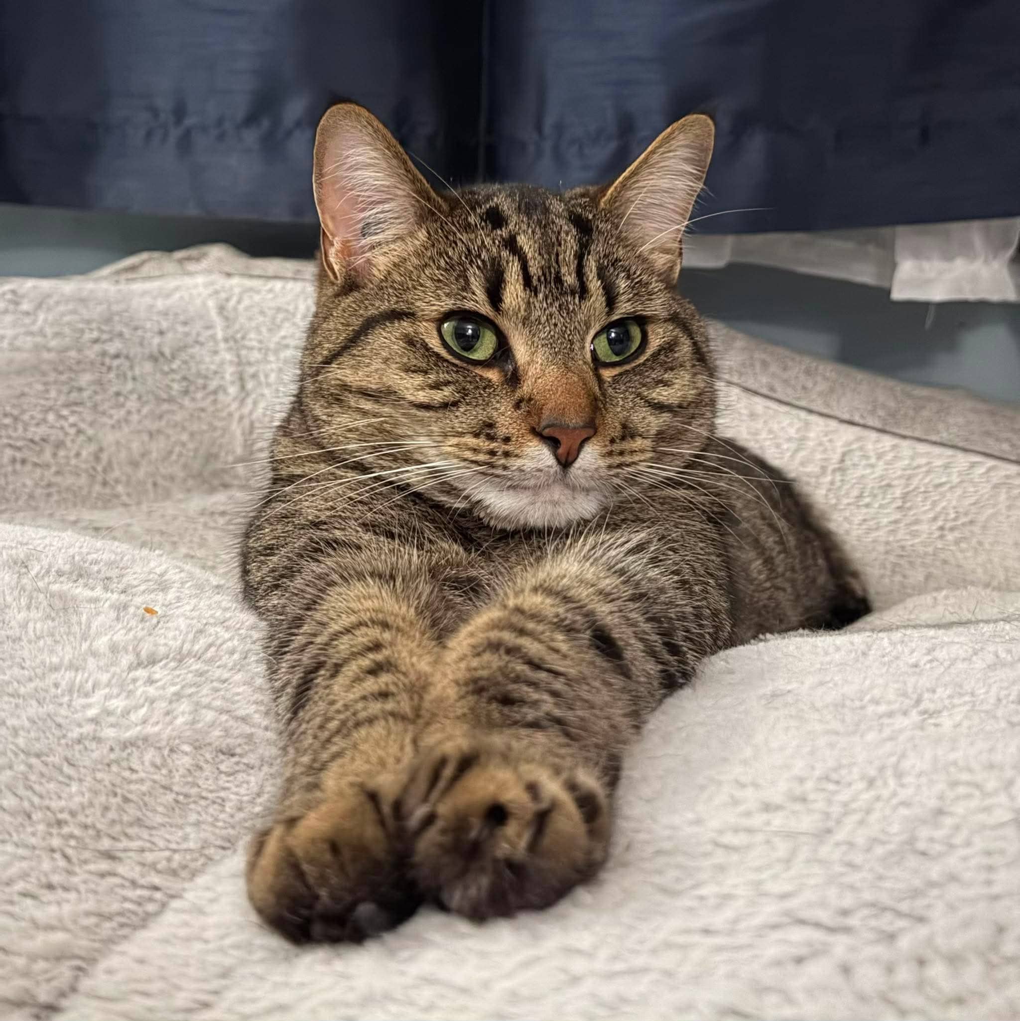 Binou - Domestic Short Hair available for adoption