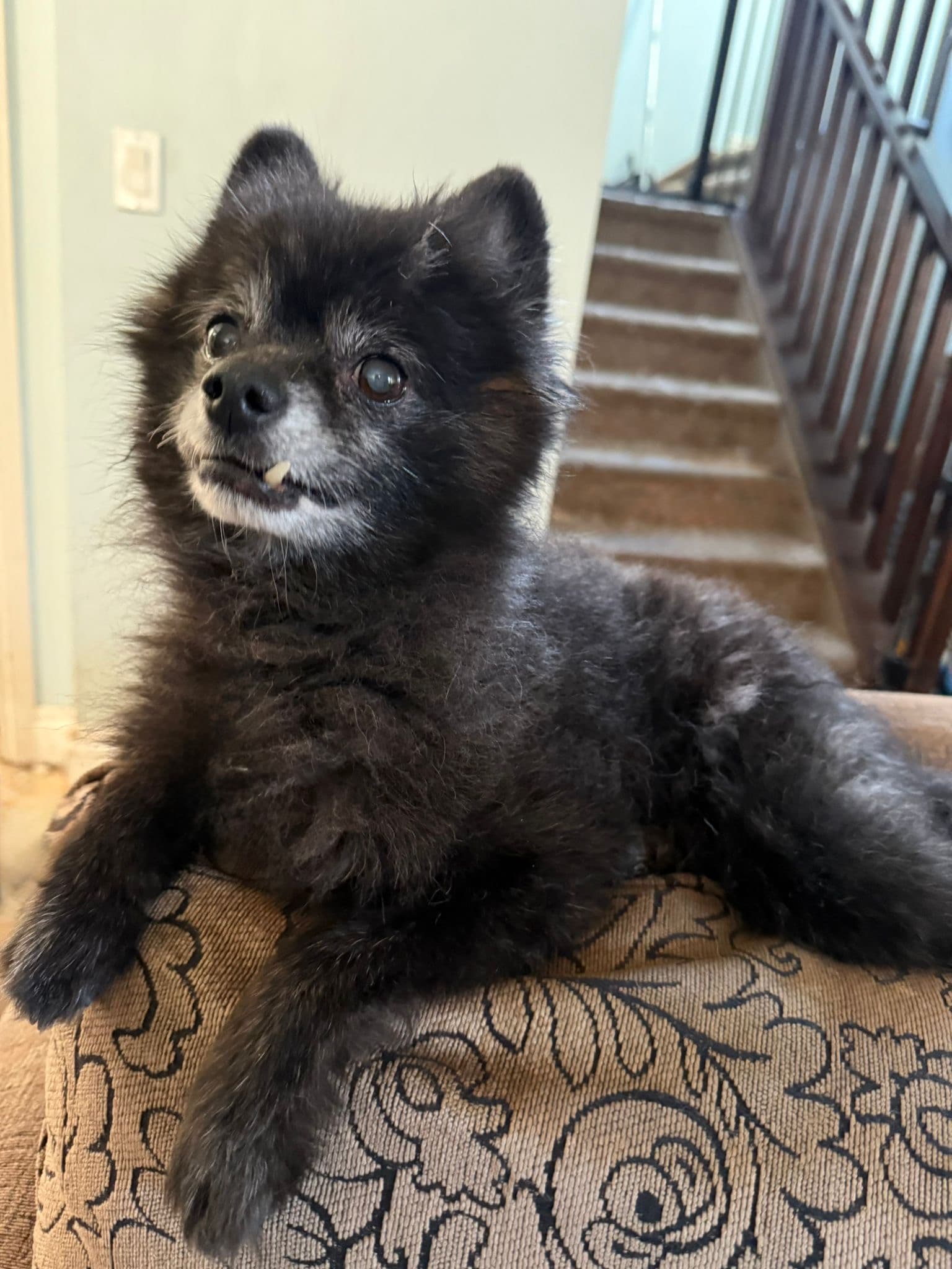 Torey - Pomeranian available for adoption in Calgary