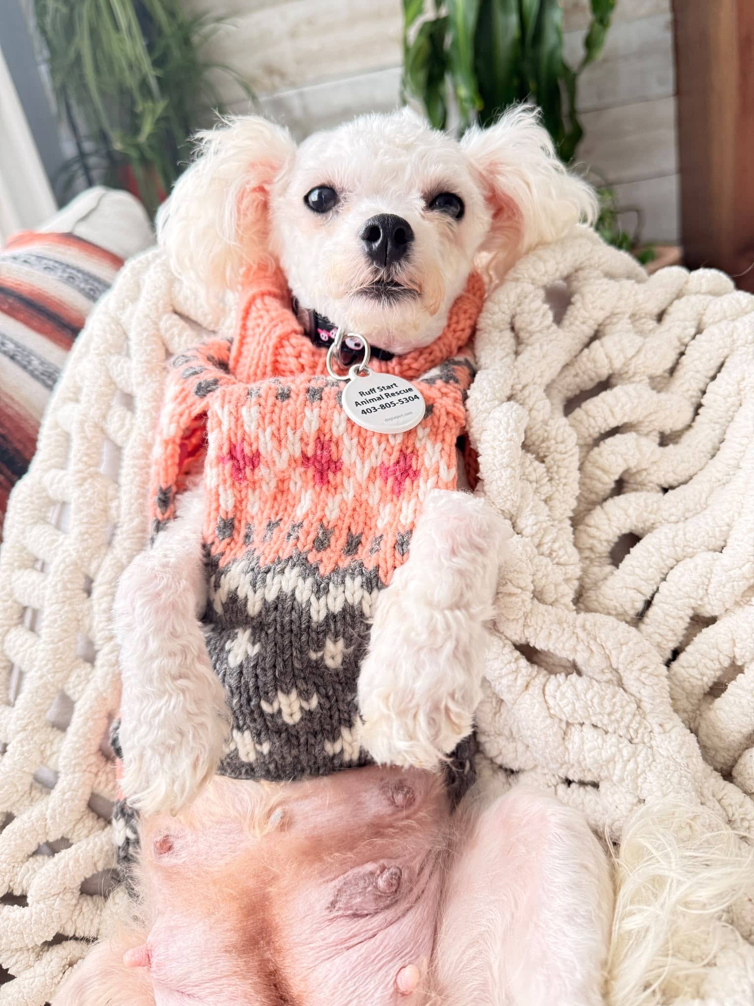 Holly - Bichon Frise / Shih Tzu available for adoption in Alberta