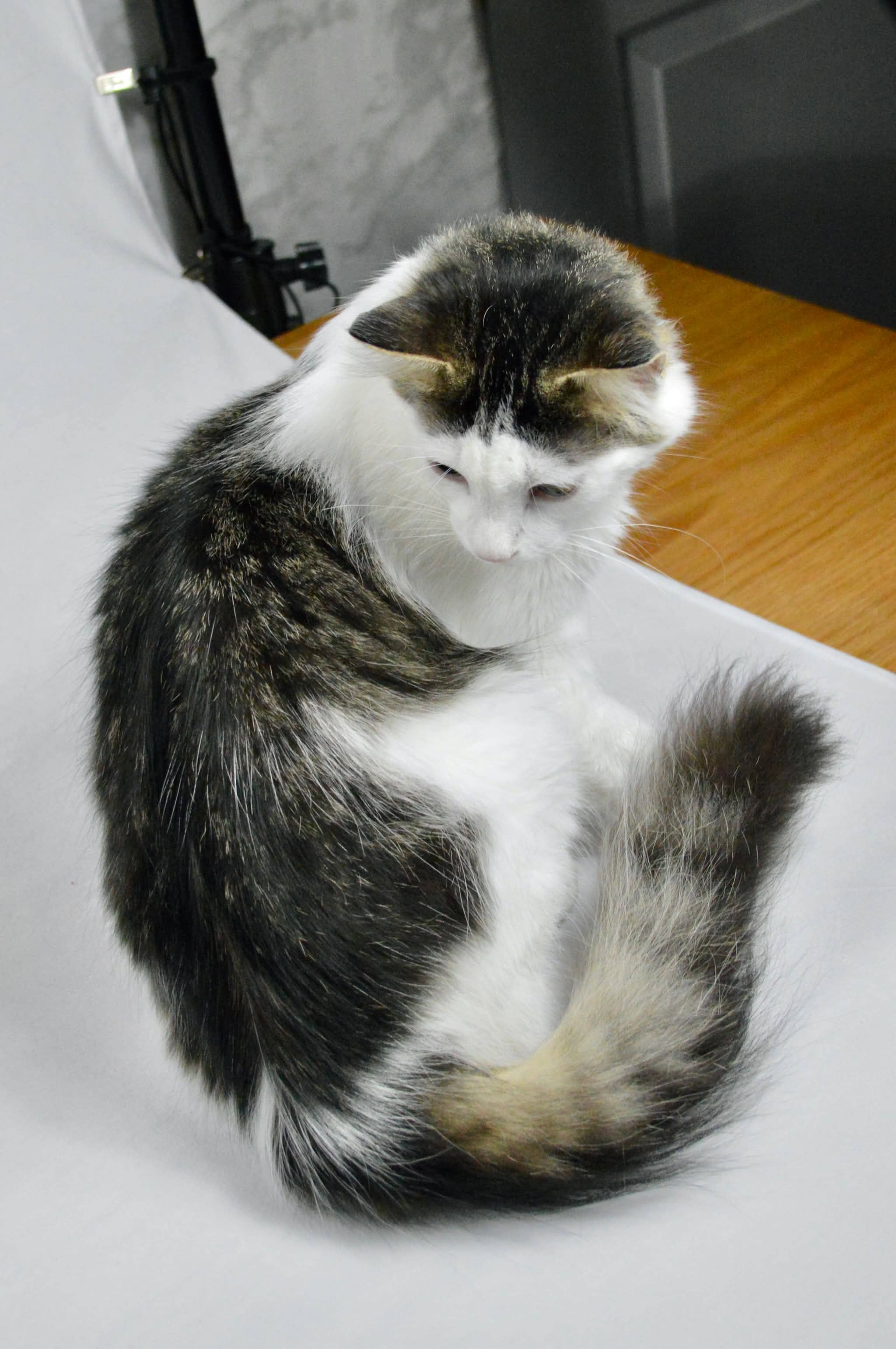 Marlow - Domestic Long Hair available for adoption