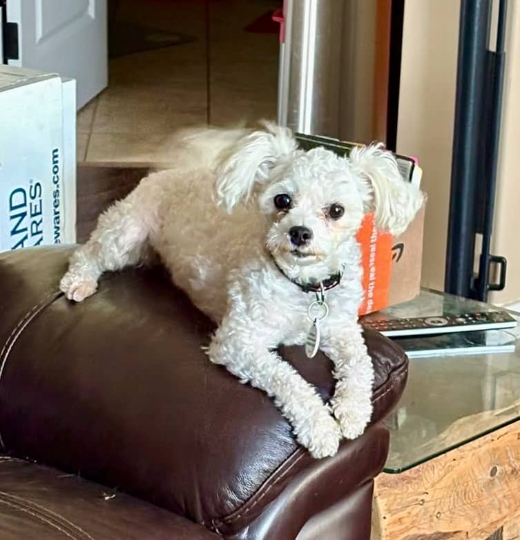 Holly - Bichon Frise / Shih Tzu available for adoption in Calgary