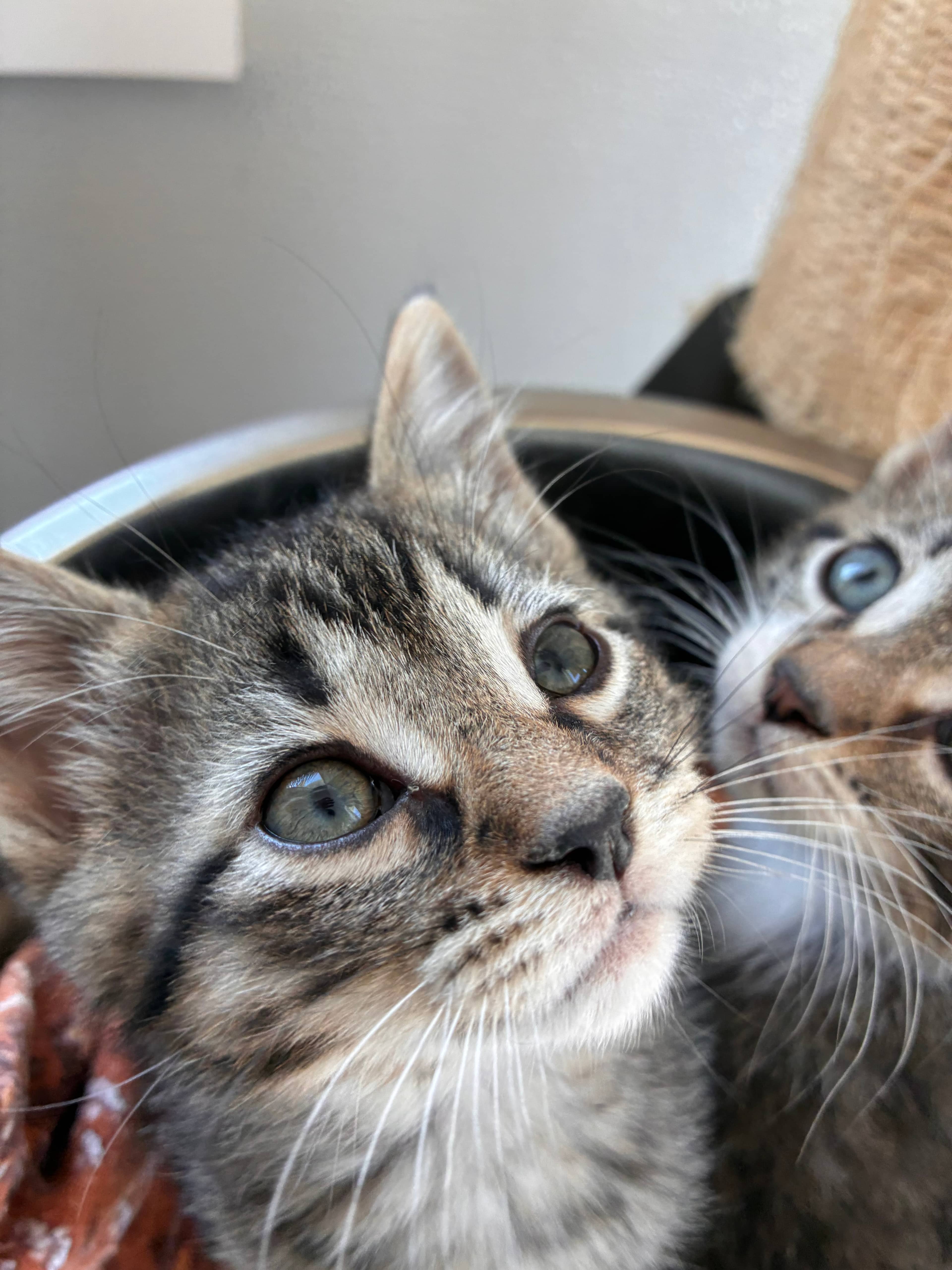 Kylian - Domestic Short Hair available for adoption