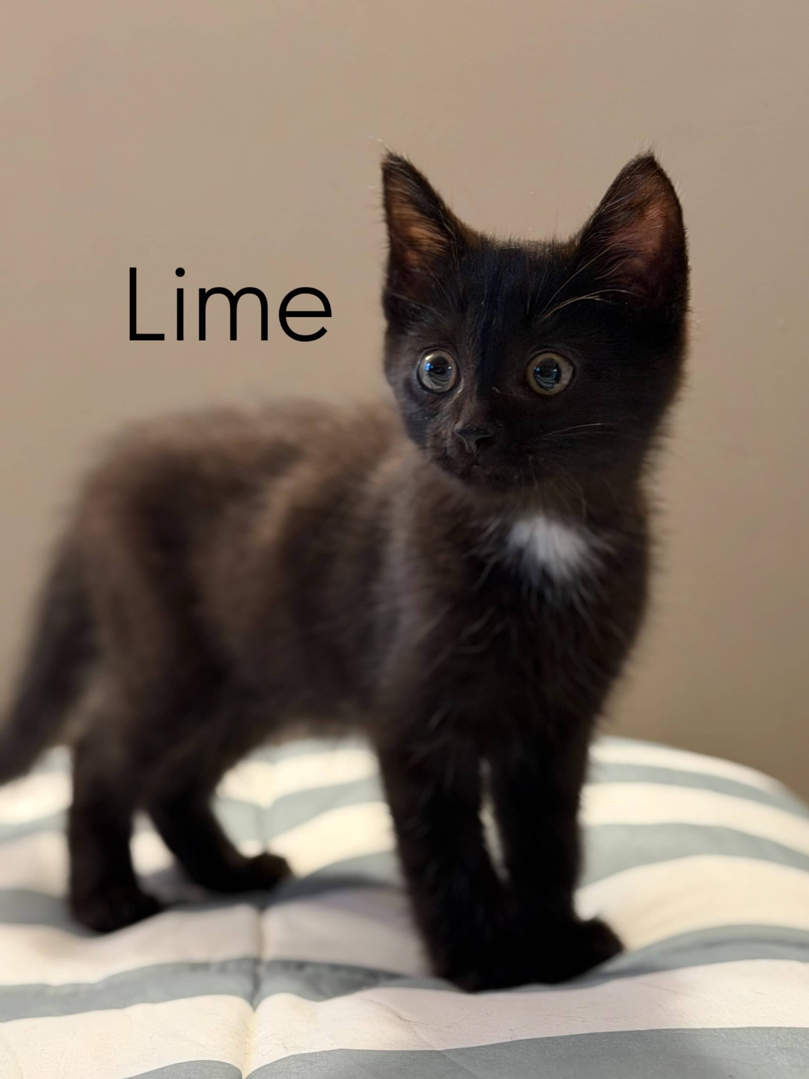 Lime - Domestic Short Hair available for adoption