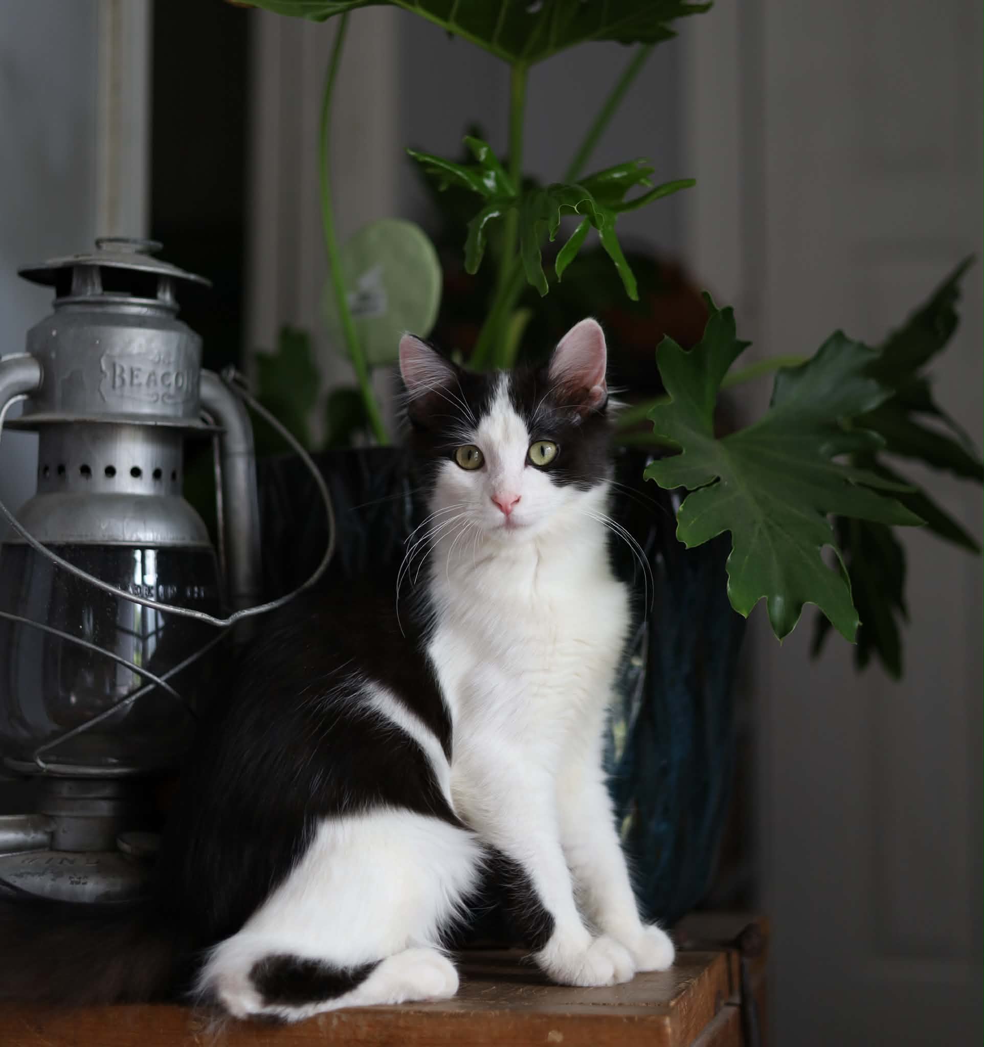 Chai - Domestic Medium Hair cat available for adoption at Steinbach and Area Animal Rescue in Steinbach