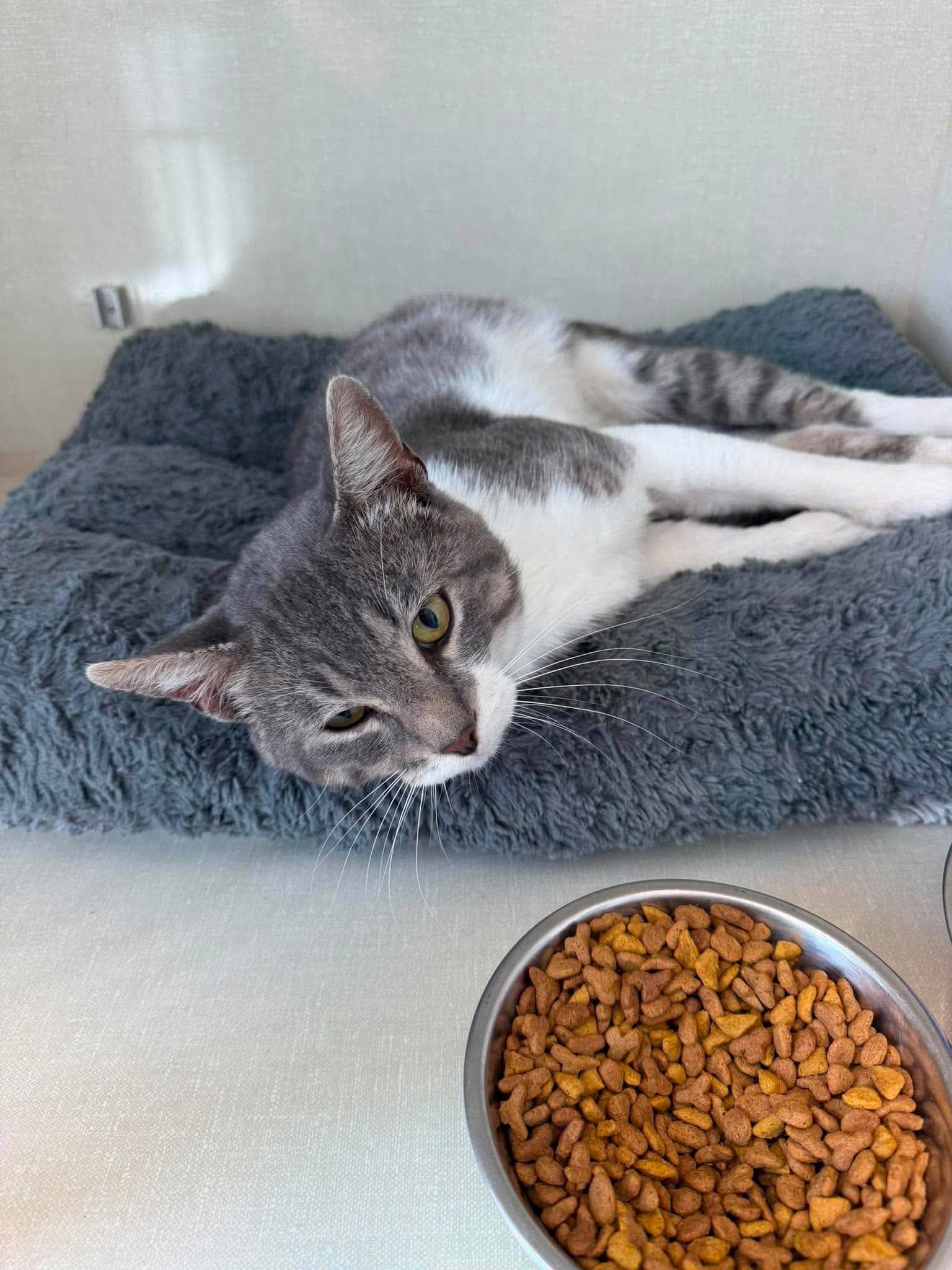 Pierre - Domestic Short Hair cat available for adoption at Steinbach and Area Animal Rescue in Steinbach