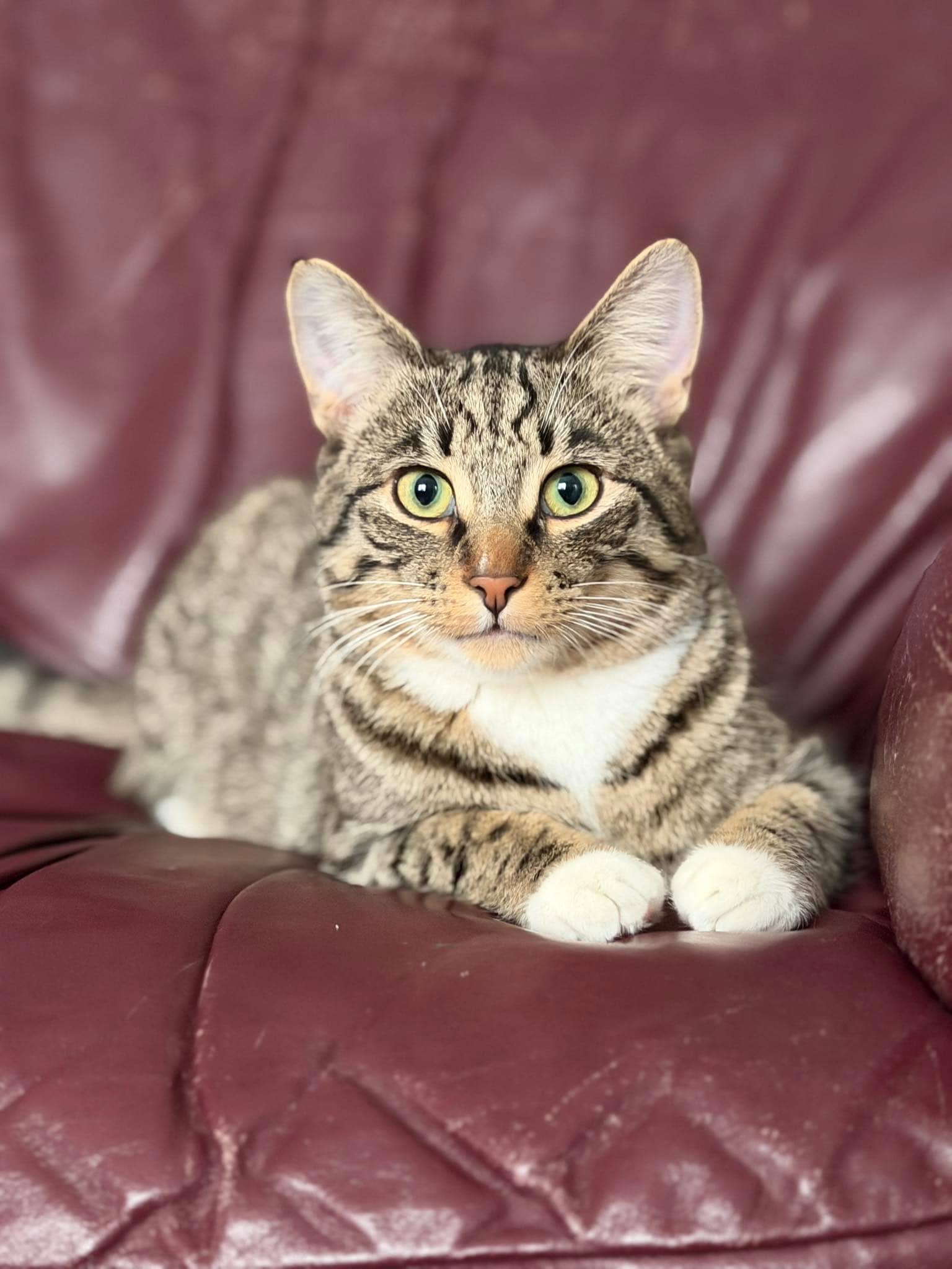Woody - Domestic Short Hair available for adoption