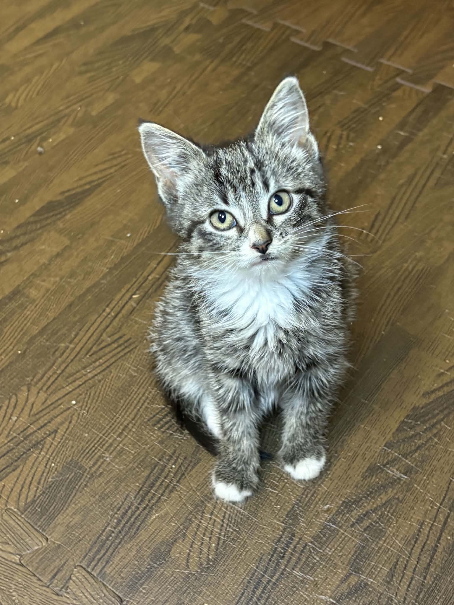 Mothball - Domestic Short Hair cat available for adoption at Steinbach and Area Animal Rescue in Steinbach