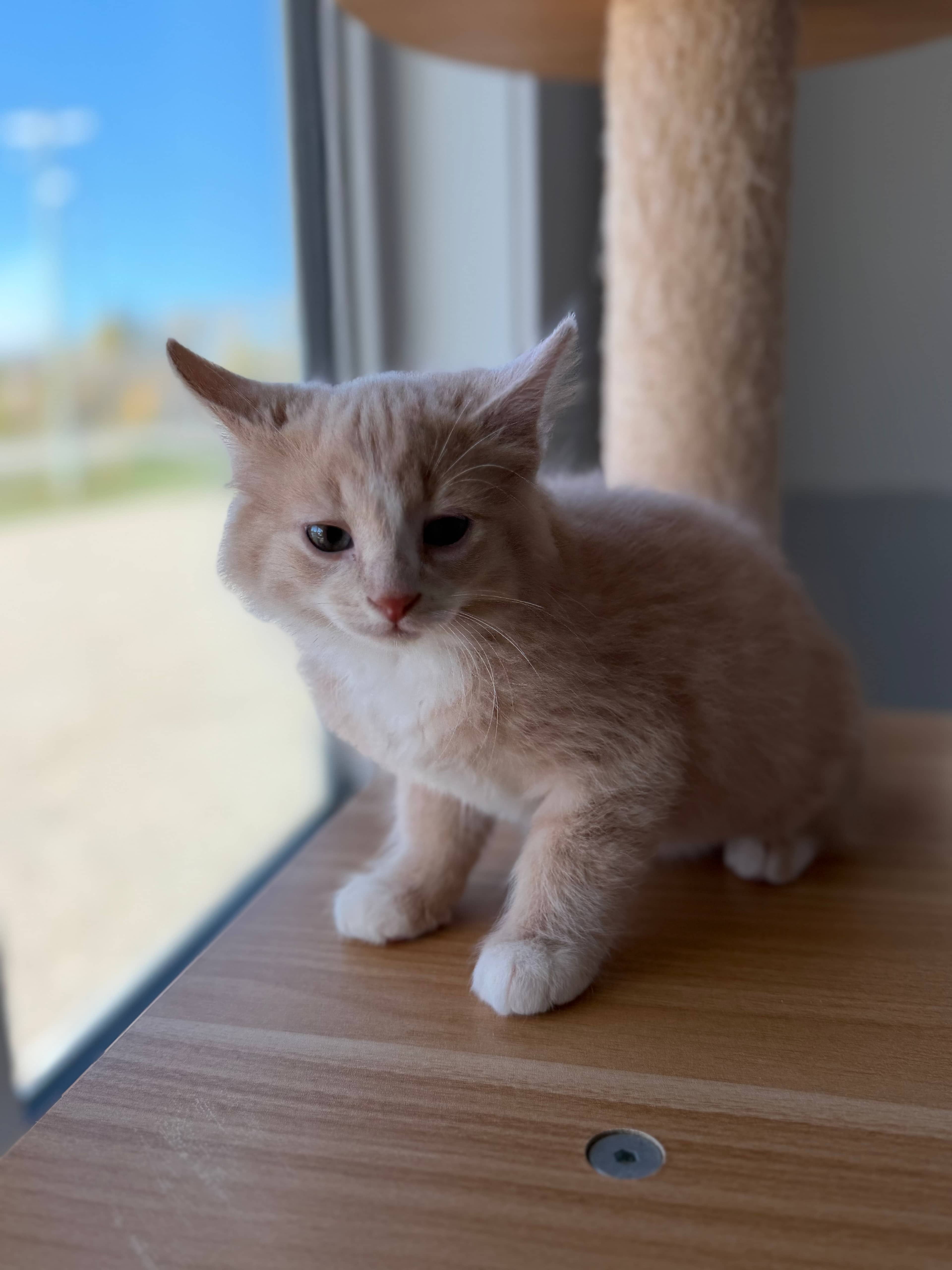 Pistachio - Domestic Short Hair cat available for adoption at Steinbach and Area Animal Rescue in Steinbach