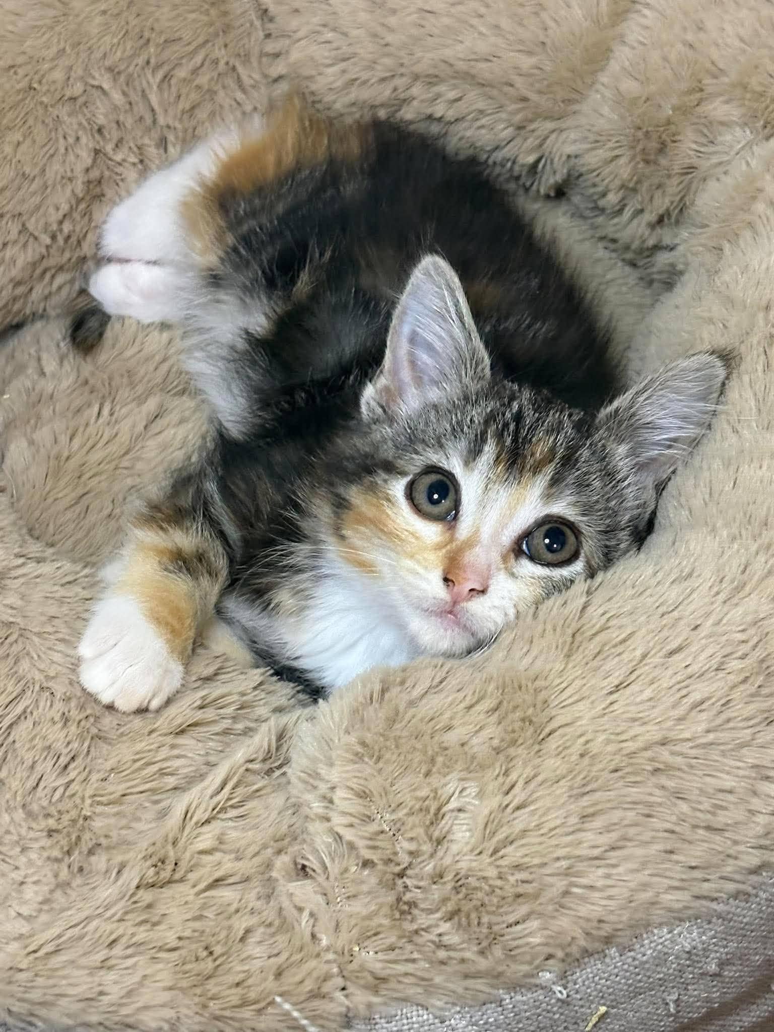 Lint - Domestic Short Hair cat available for adoption at Steinbach and Area Animal Rescue in Steinbach