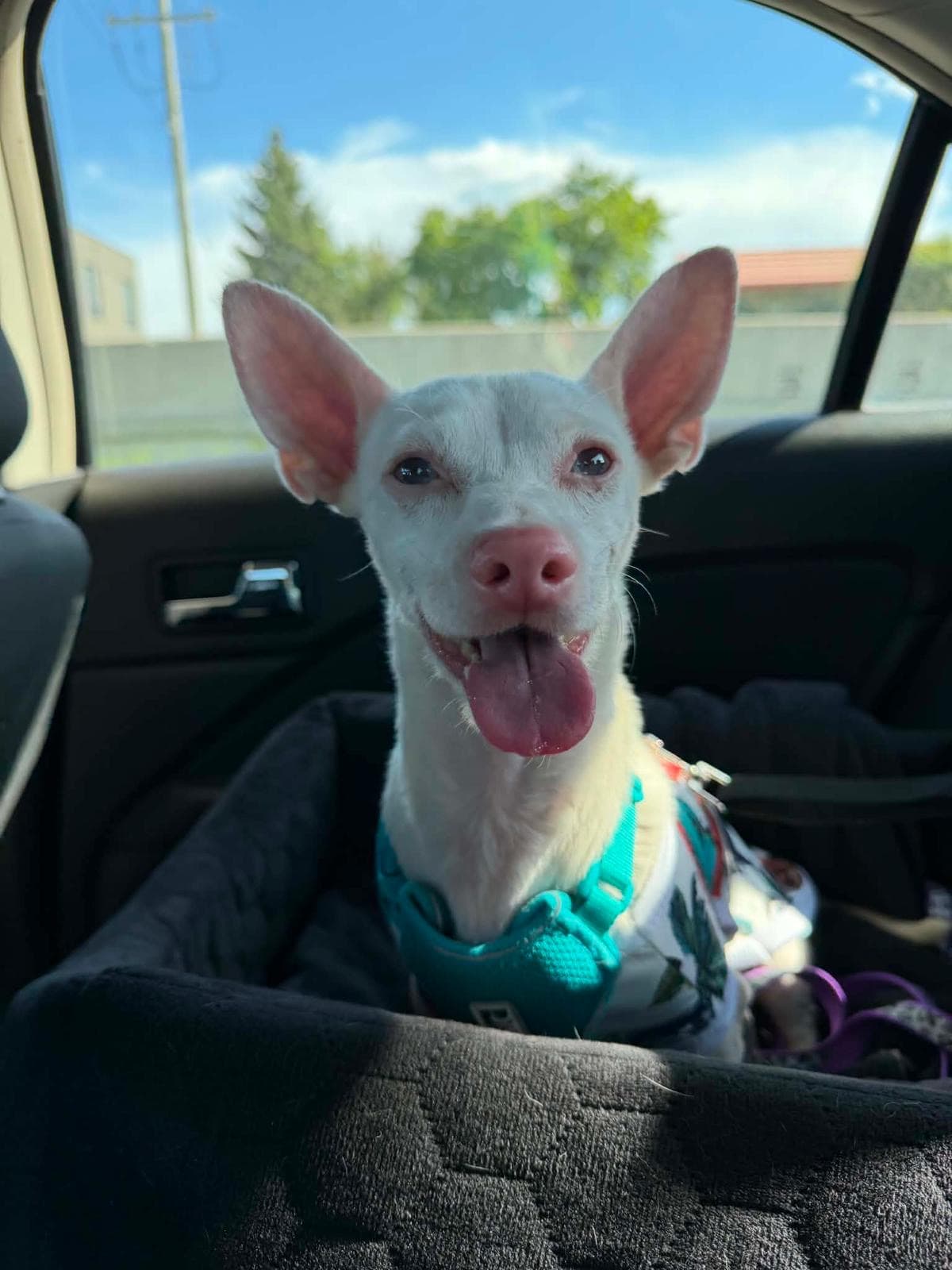 Angel - Chihuahua available for adoption in Alberta