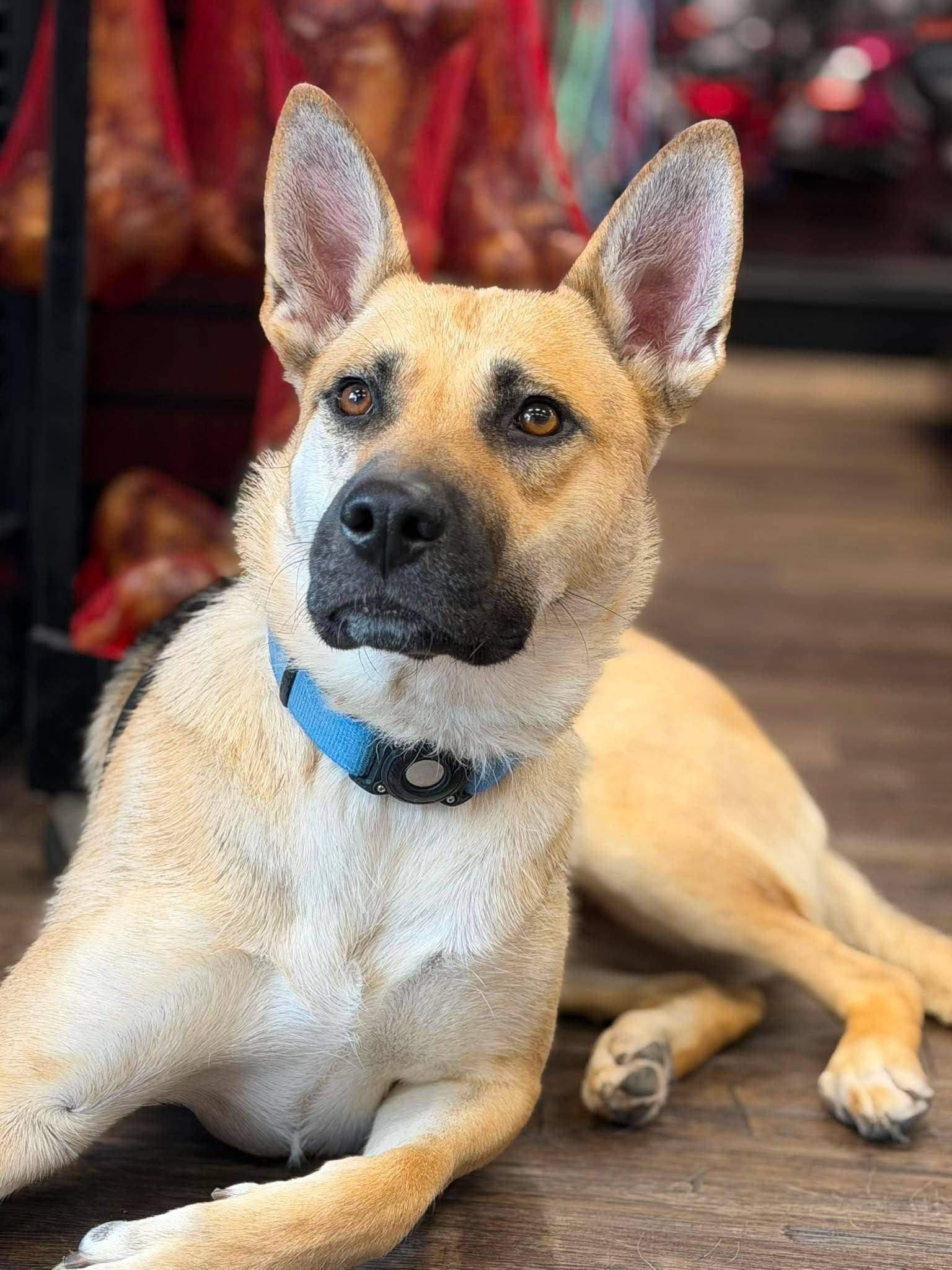 Delilah - German Shepherd Dog available for adoption in Calgary