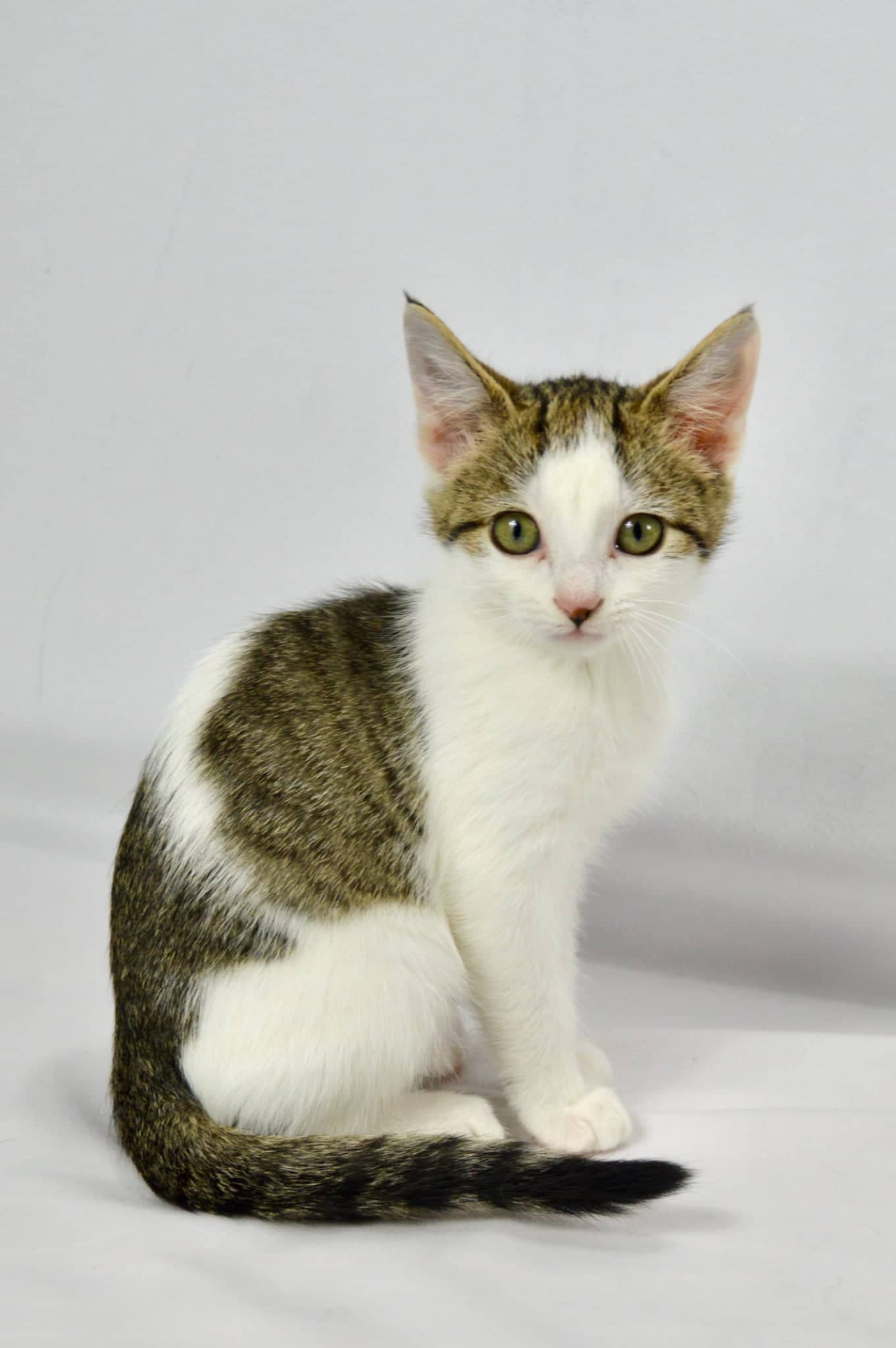 Littlefoot - Domestic Short Hair cat available for adoption at Steinbach and Area Animal Rescue in Steinbach