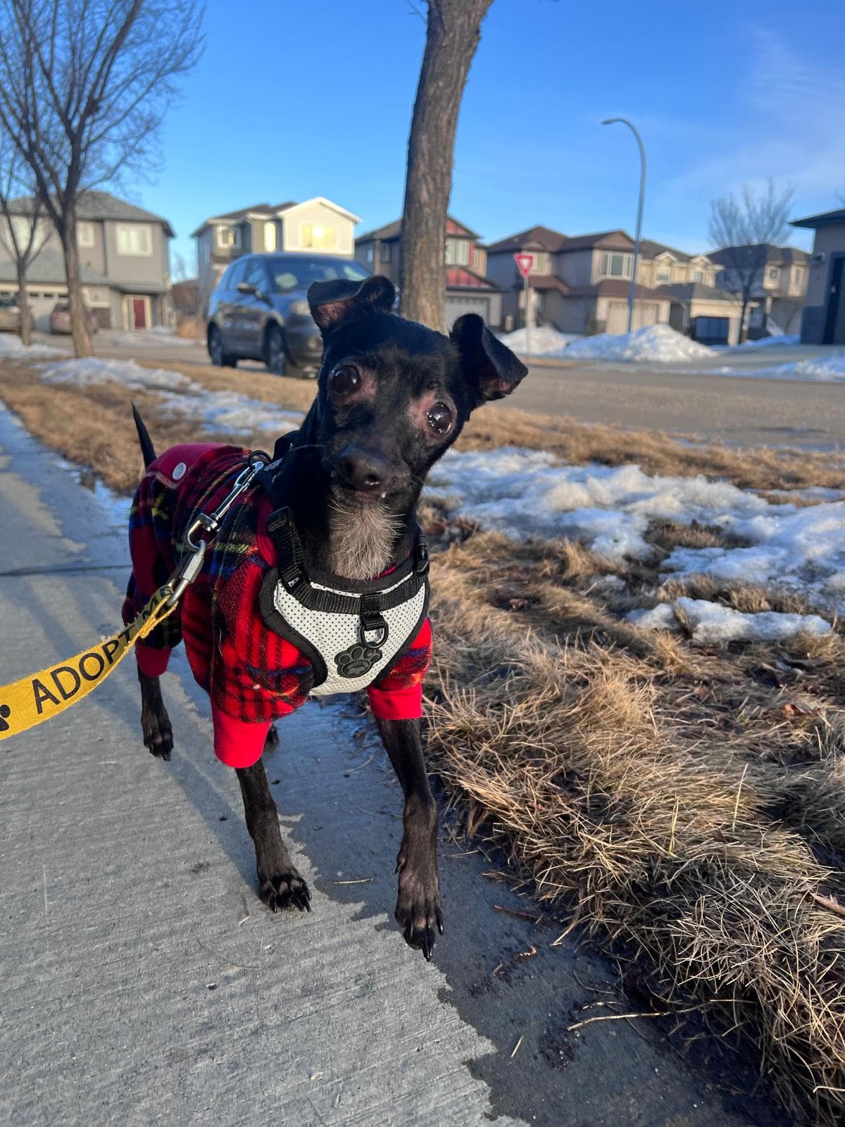 Nito - Chihuahua available for adoption in Calgary