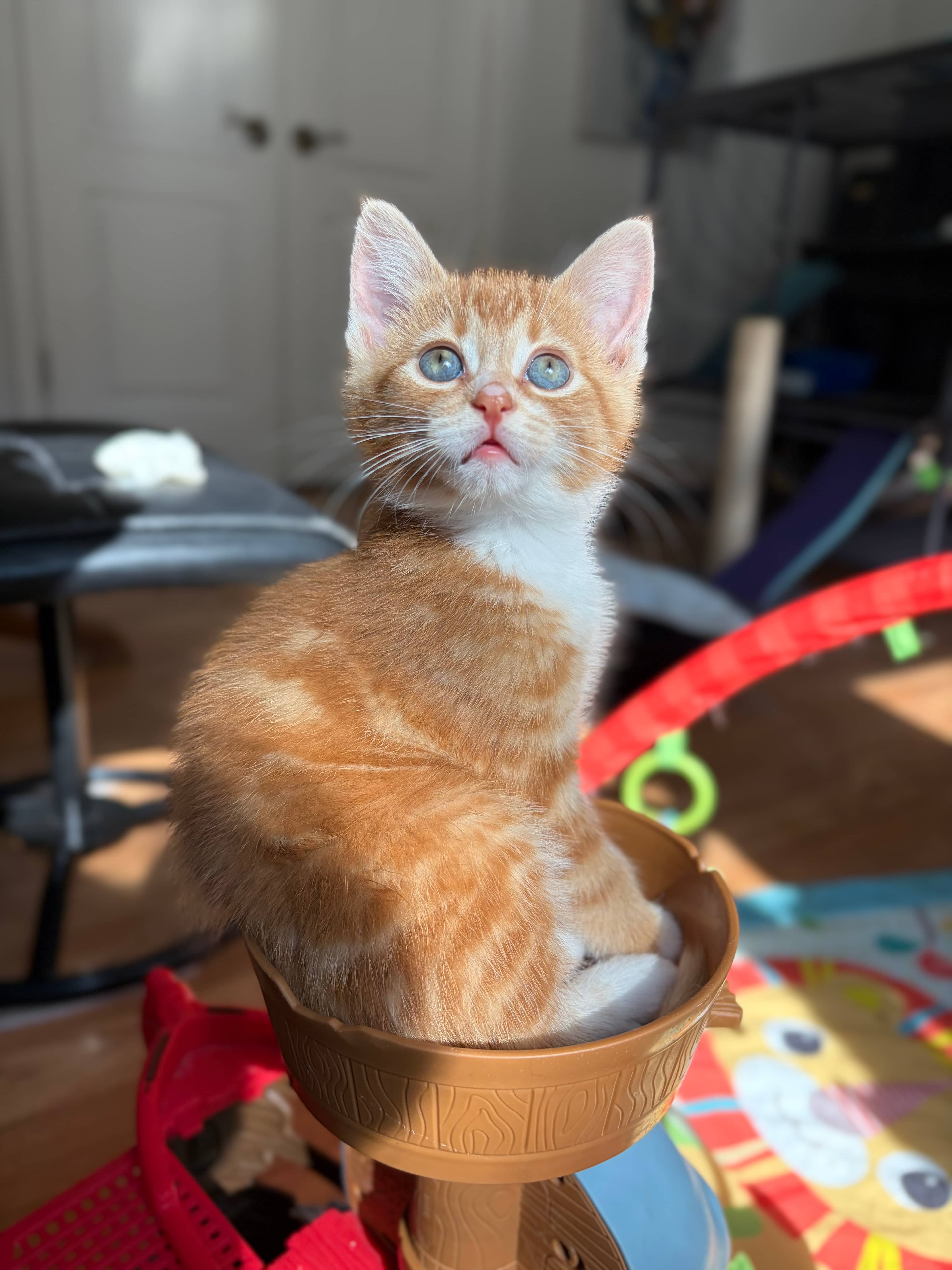 Guppy - Domestic Short Hair available for adoption