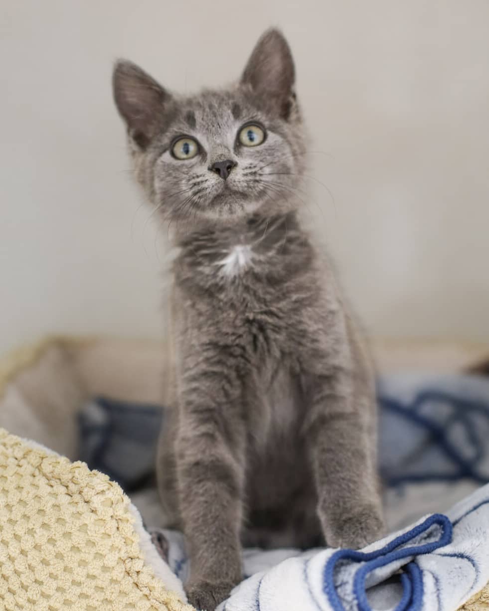 Eddie - Domestic Short Hair cat available for adoption at Steinbach and Area Animal Rescue in Steinbach