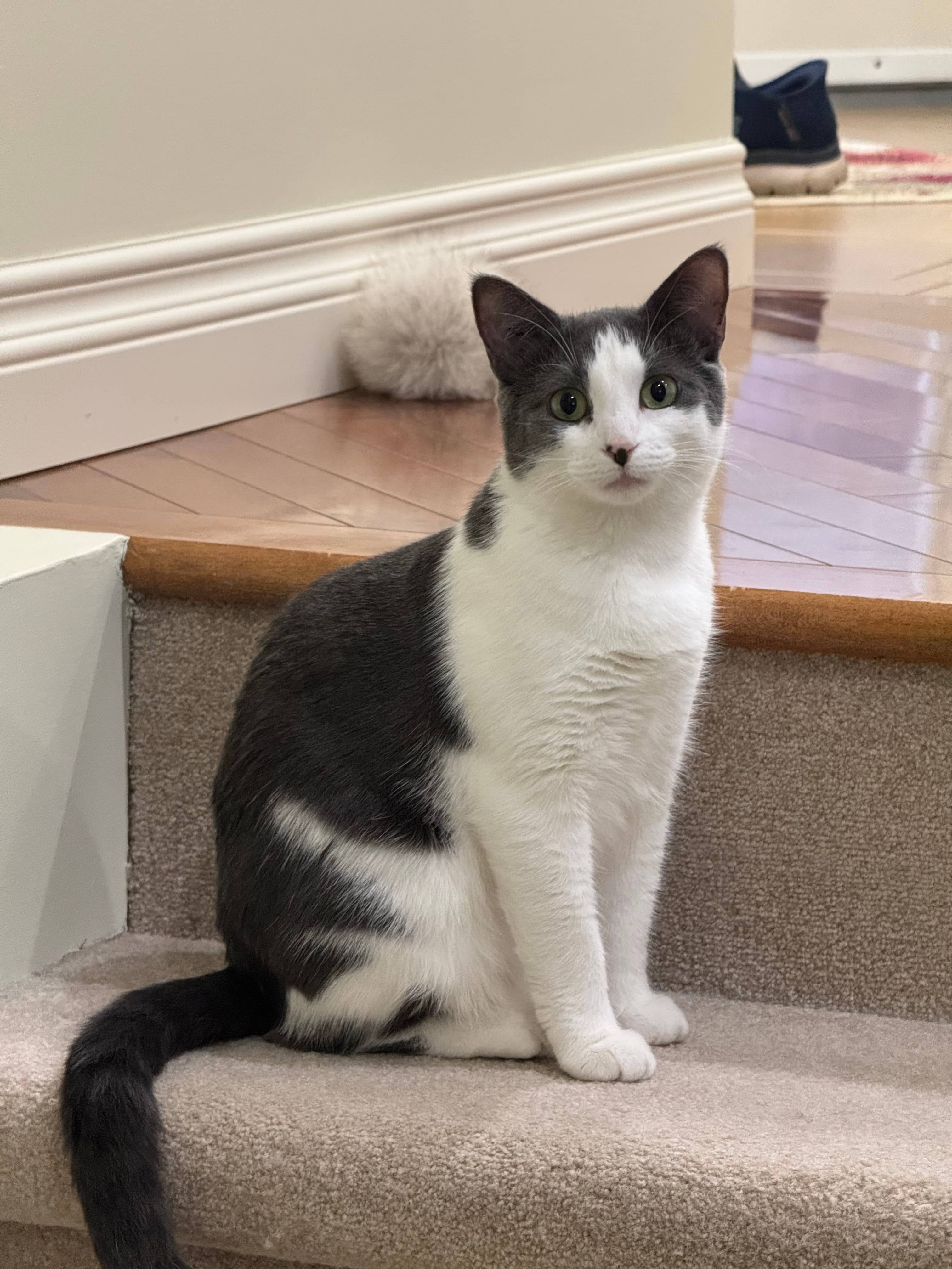 Phoebe - Domestic Short Hair cat available for adoption at Steinbach and Area Animal Rescue in Steinbach