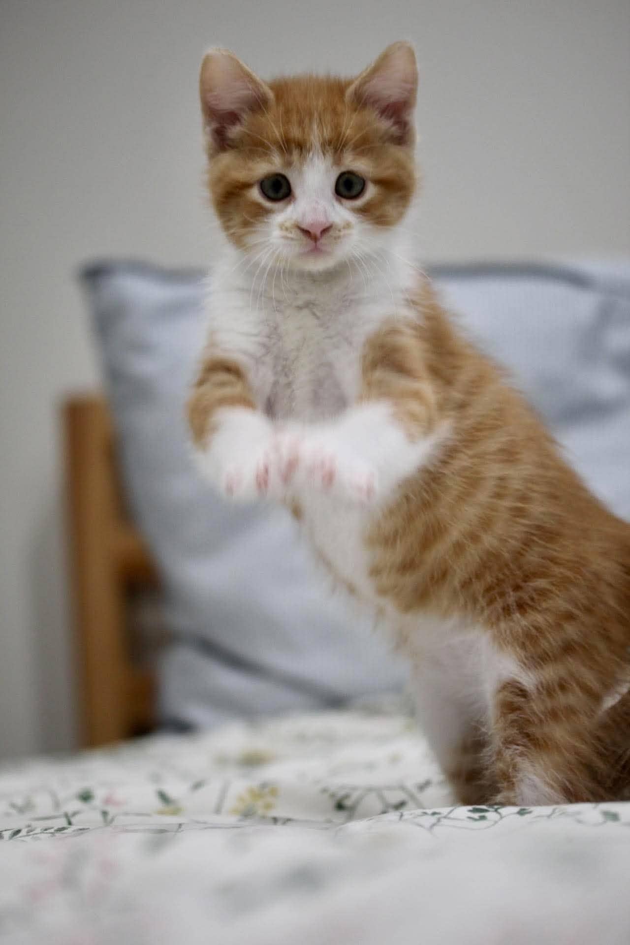 Flicker - Domestic Short Hair cat available for adoption at Steinbach and Area Animal Rescue in Steinbach