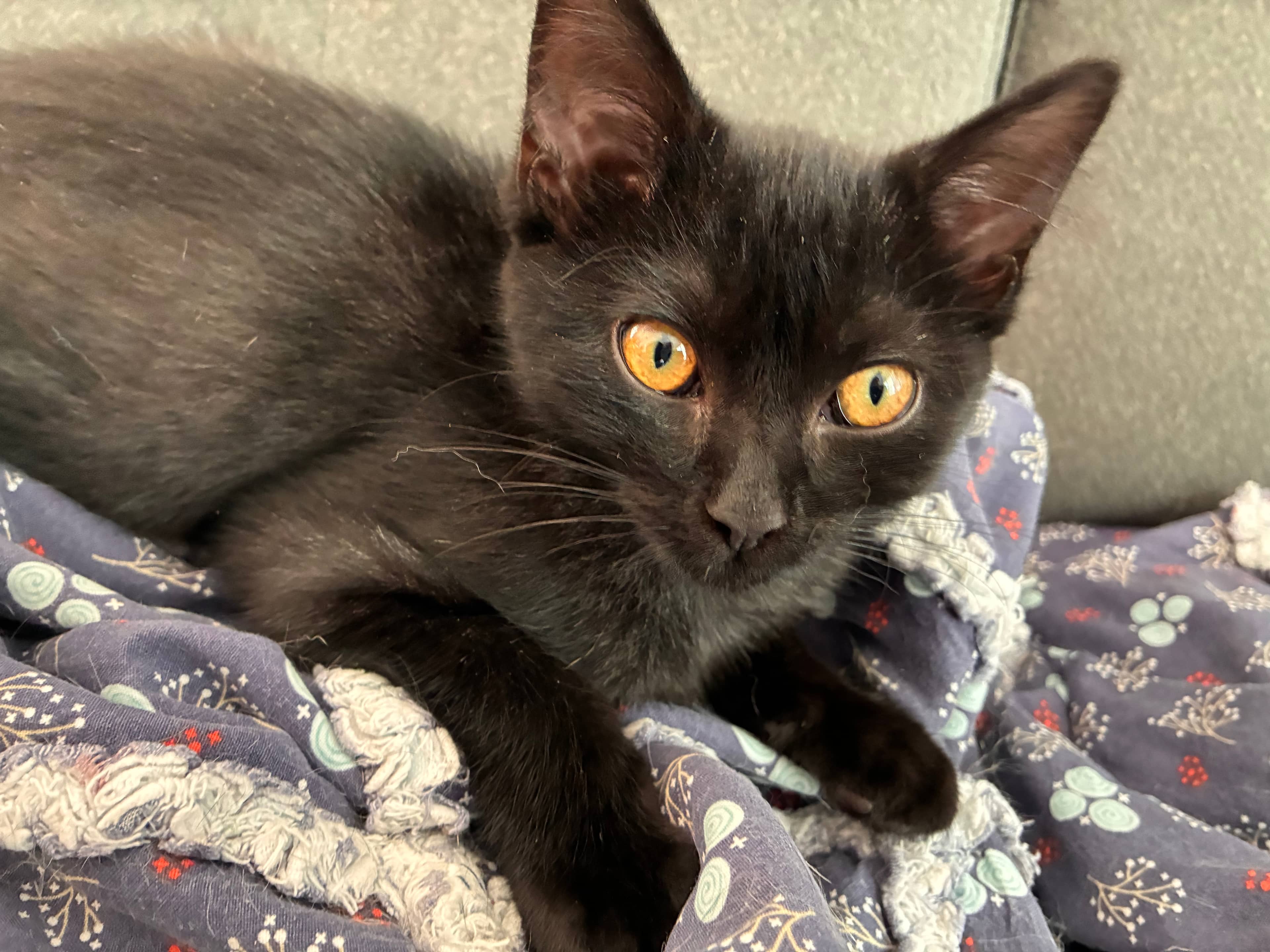 Burke - Domestic Short Hair available for adoption