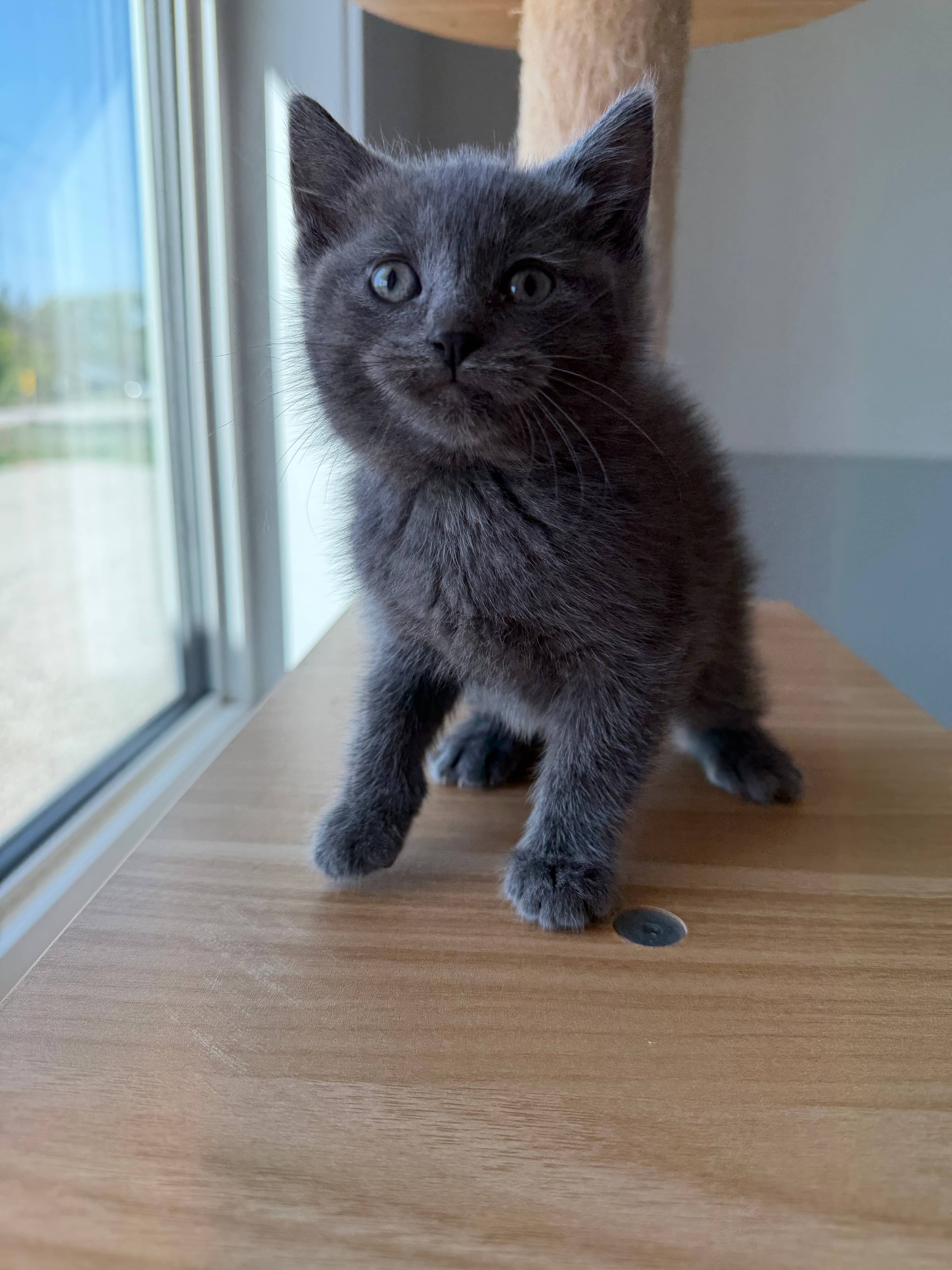 Brianne - Domestic Short Hair cat available for adoption at Steinbach and Area Animal Rescue in Steinbach