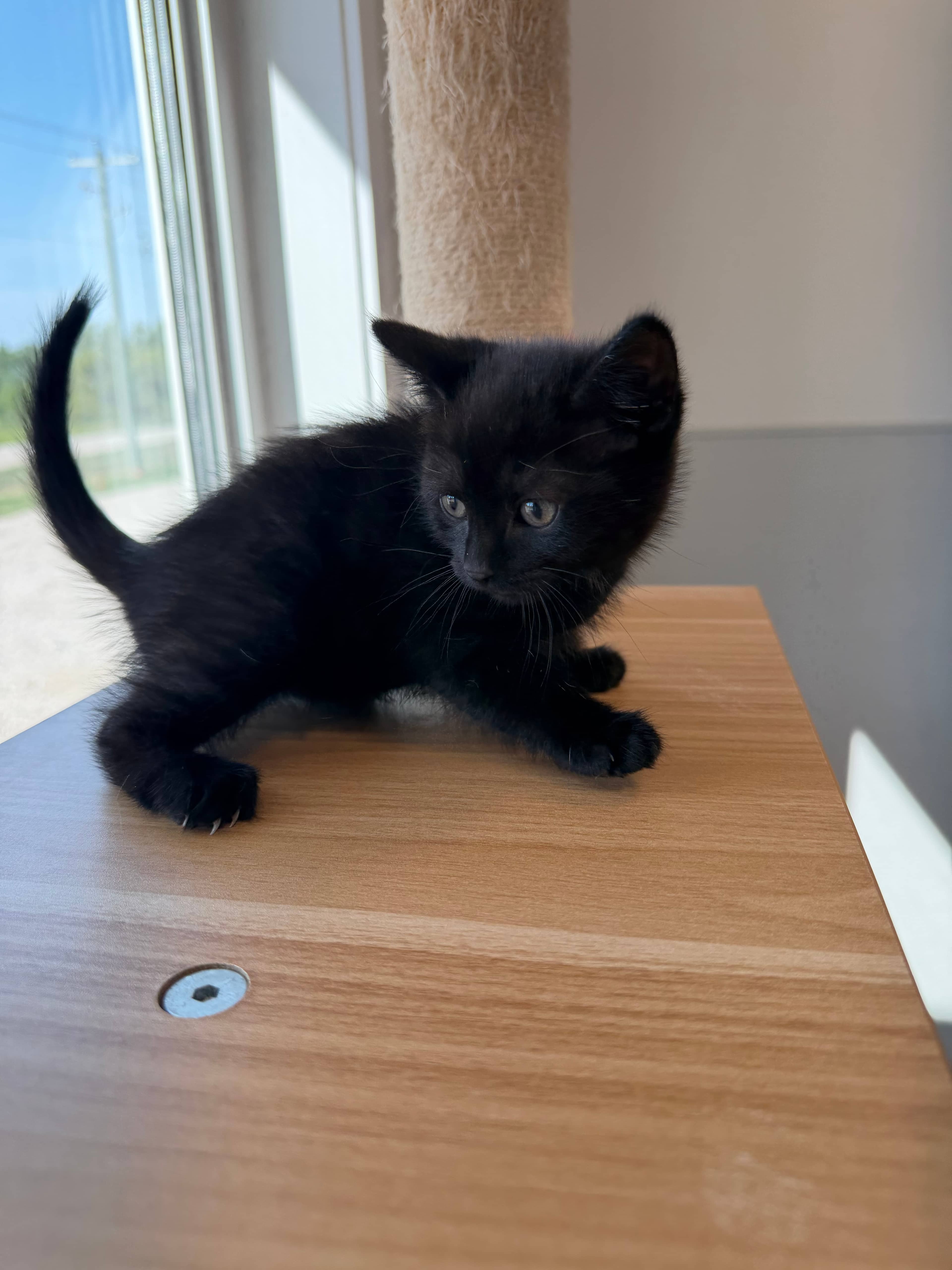 Yara - Domestic Short Hair cat available for adoption at Steinbach and Area Animal Rescue in Steinbach