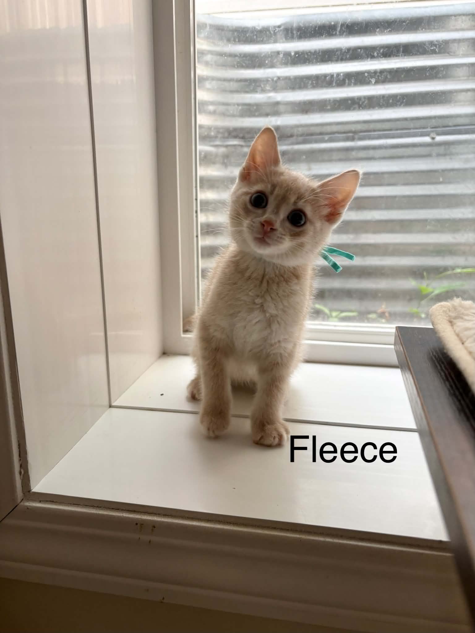 Fleece - Domestic Short Hair available for adoption