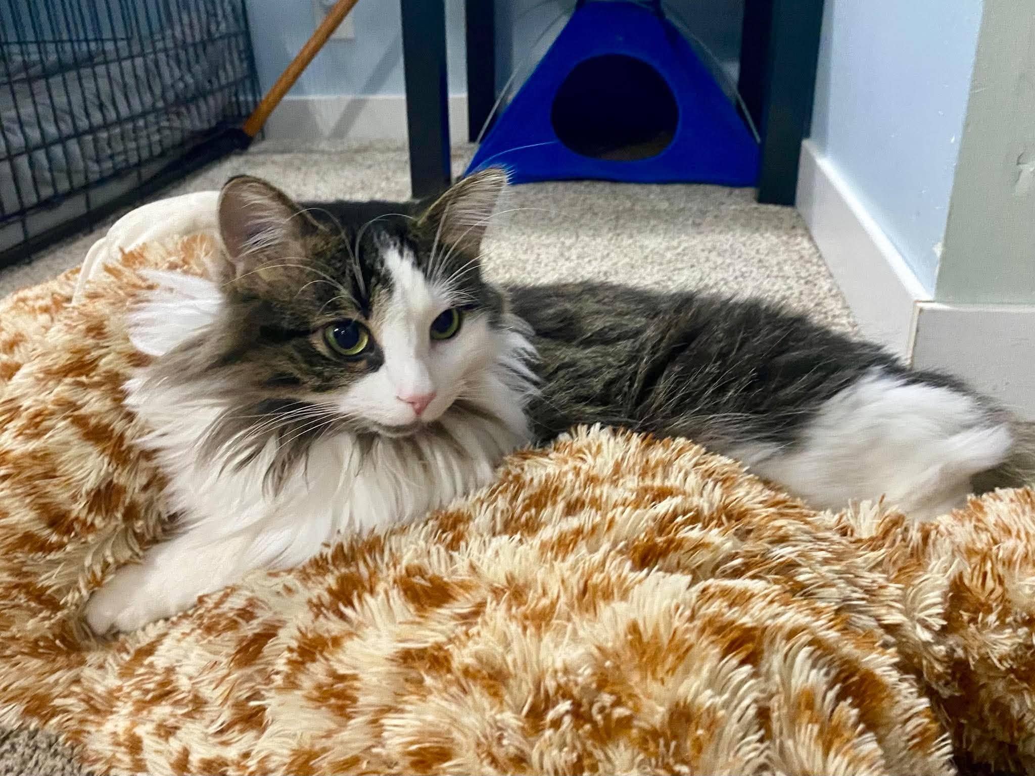 Meadow - Domestic Long Hair cat available for adoption in Manitoba