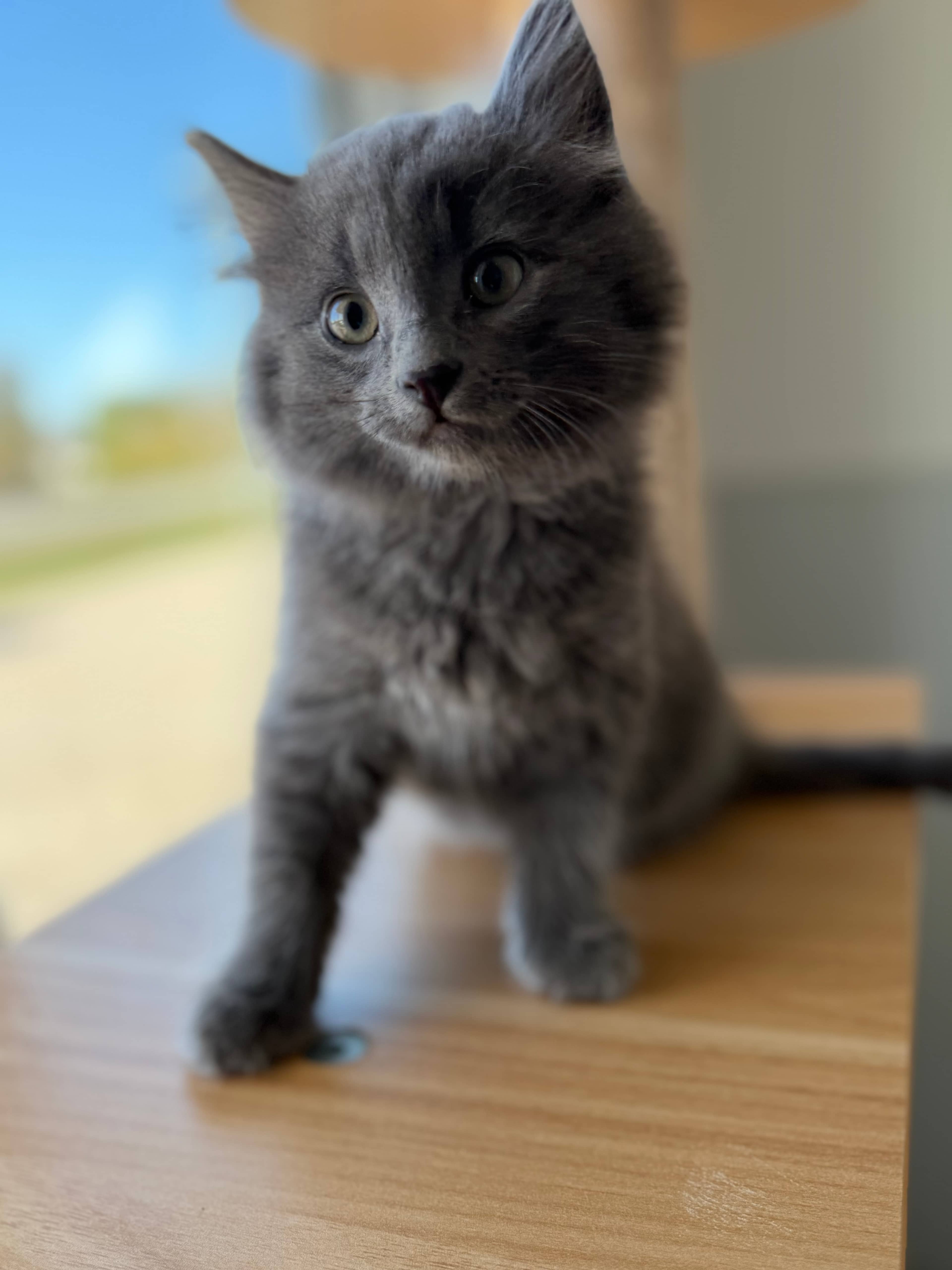 Cashew - Domestic Short Hair cat available for adoption at Steinbach and Area Animal Rescue in Steinbach